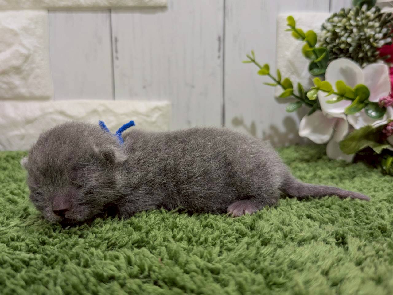 赤ちゃん写真1-2