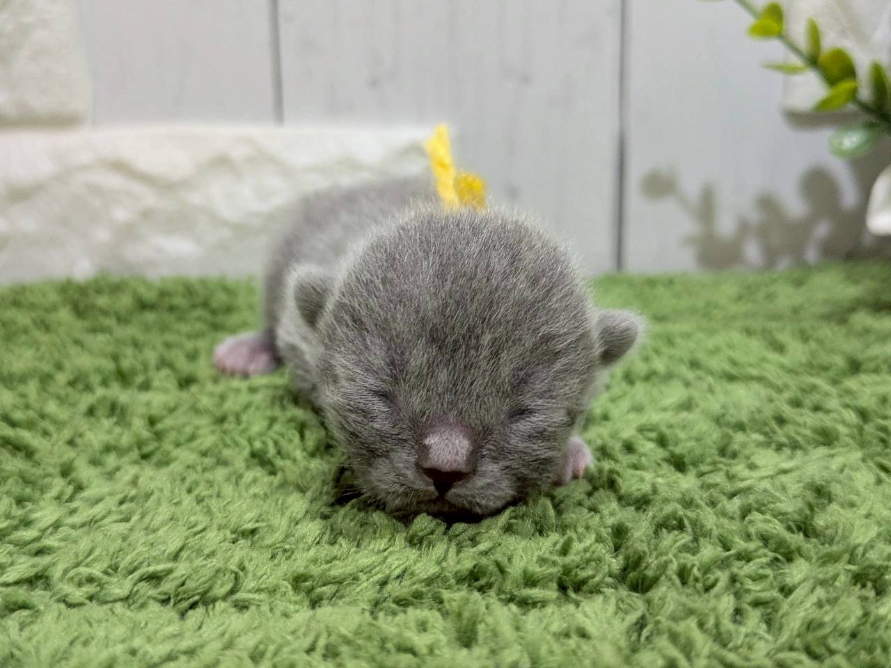 スコティッシュフォールド