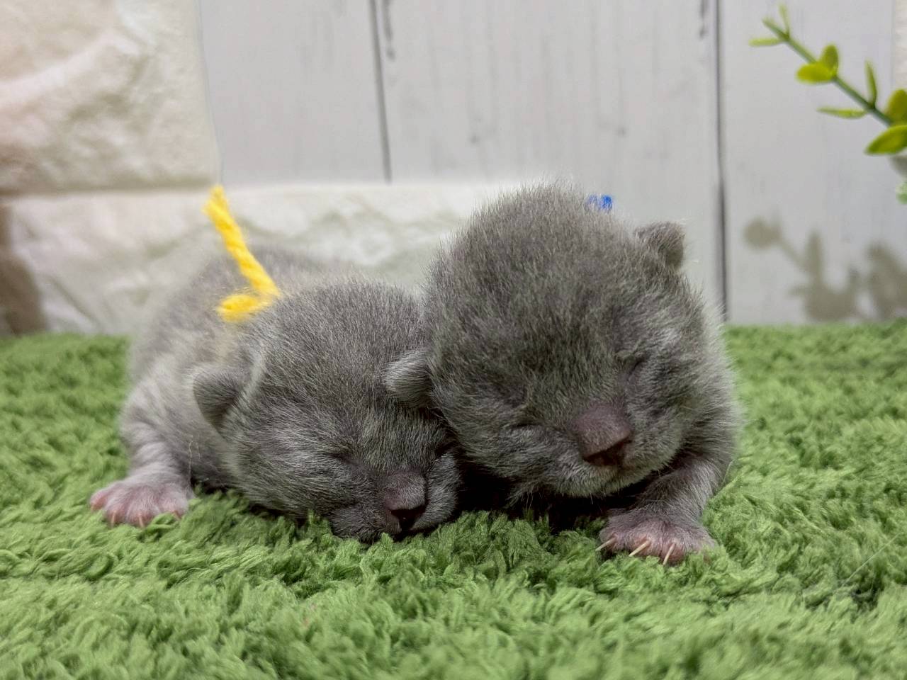 赤ちゃん写真1-3