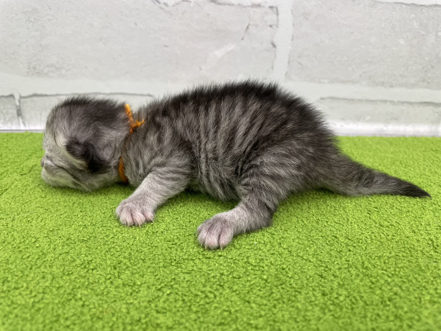 赤ちゃん写真1-2