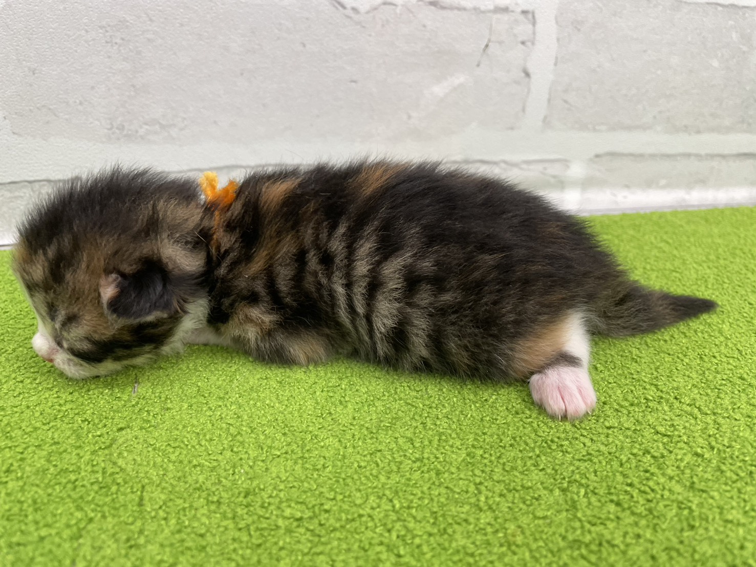 赤ちゃん写真1-2