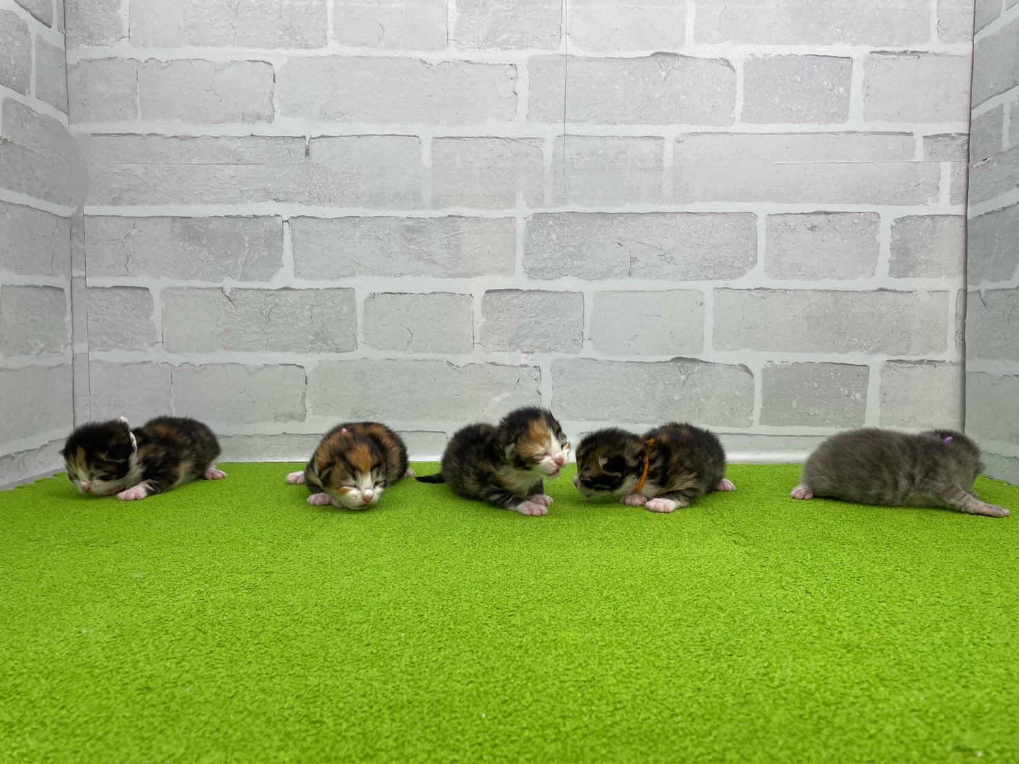 赤ちゃん写真1-3