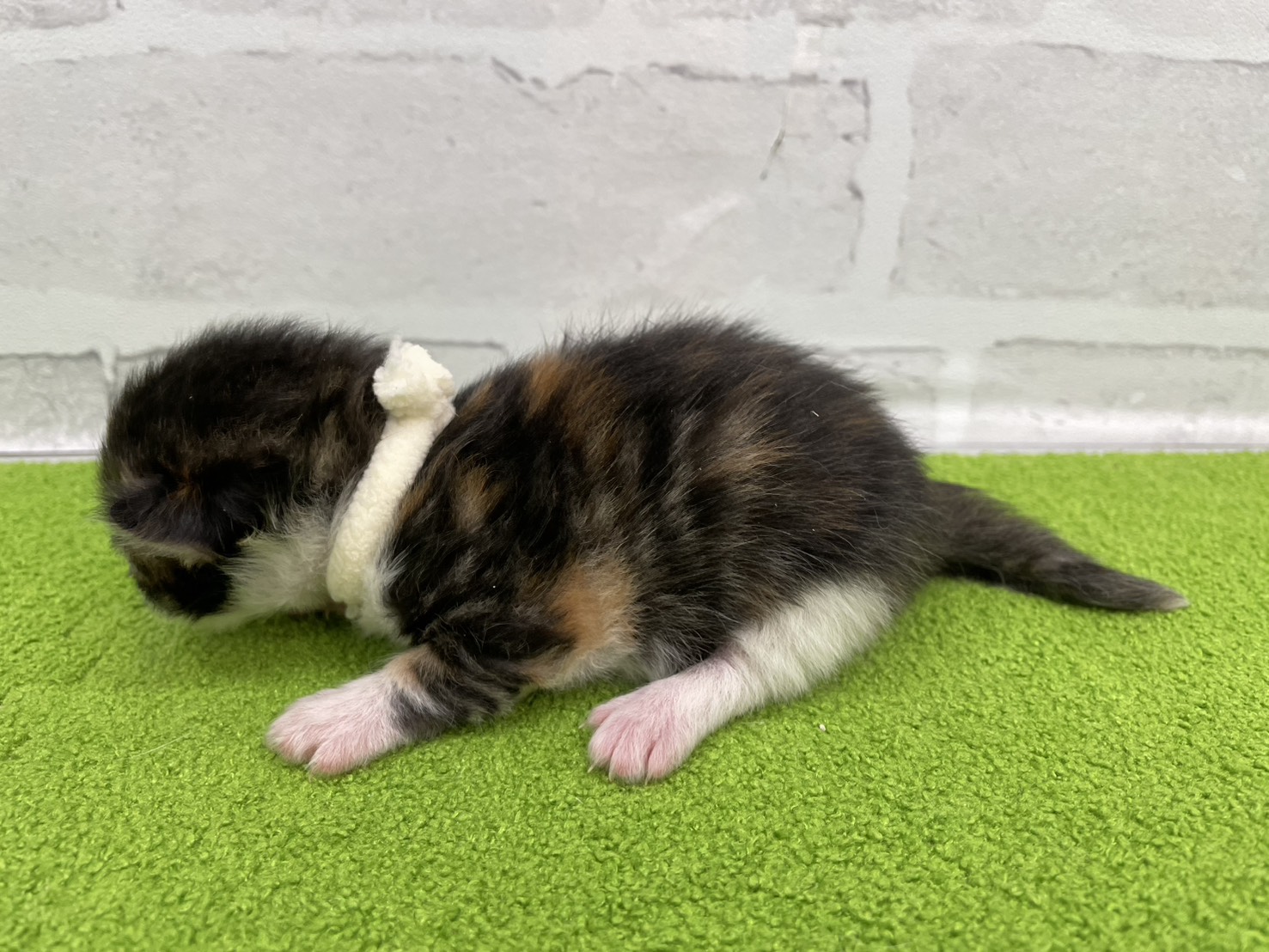 赤ちゃん写真1-2
