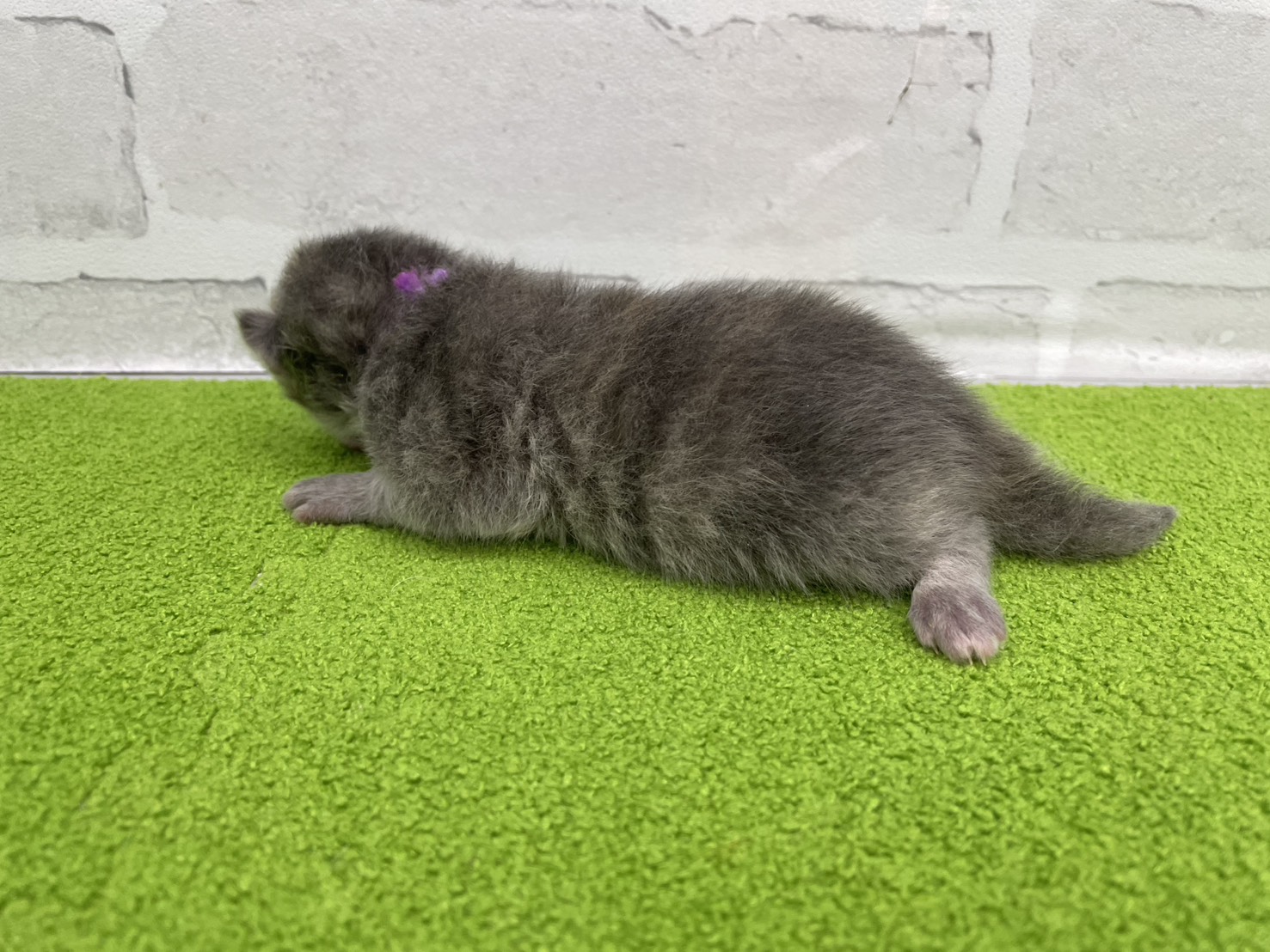 赤ちゃん写真1-2