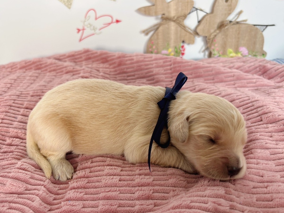 ゴールデン・レトリバーの子犬（オス♂） 藤岡店｜ペットショップCoo＆RIKU