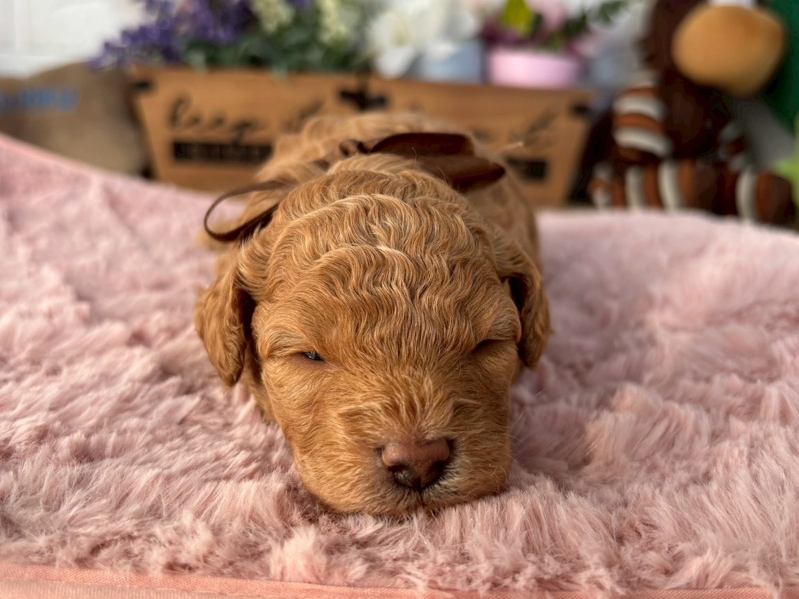 トイ・プードル