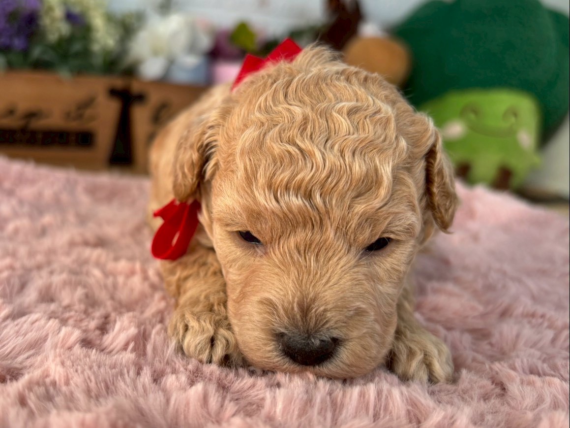 トイ・プードル