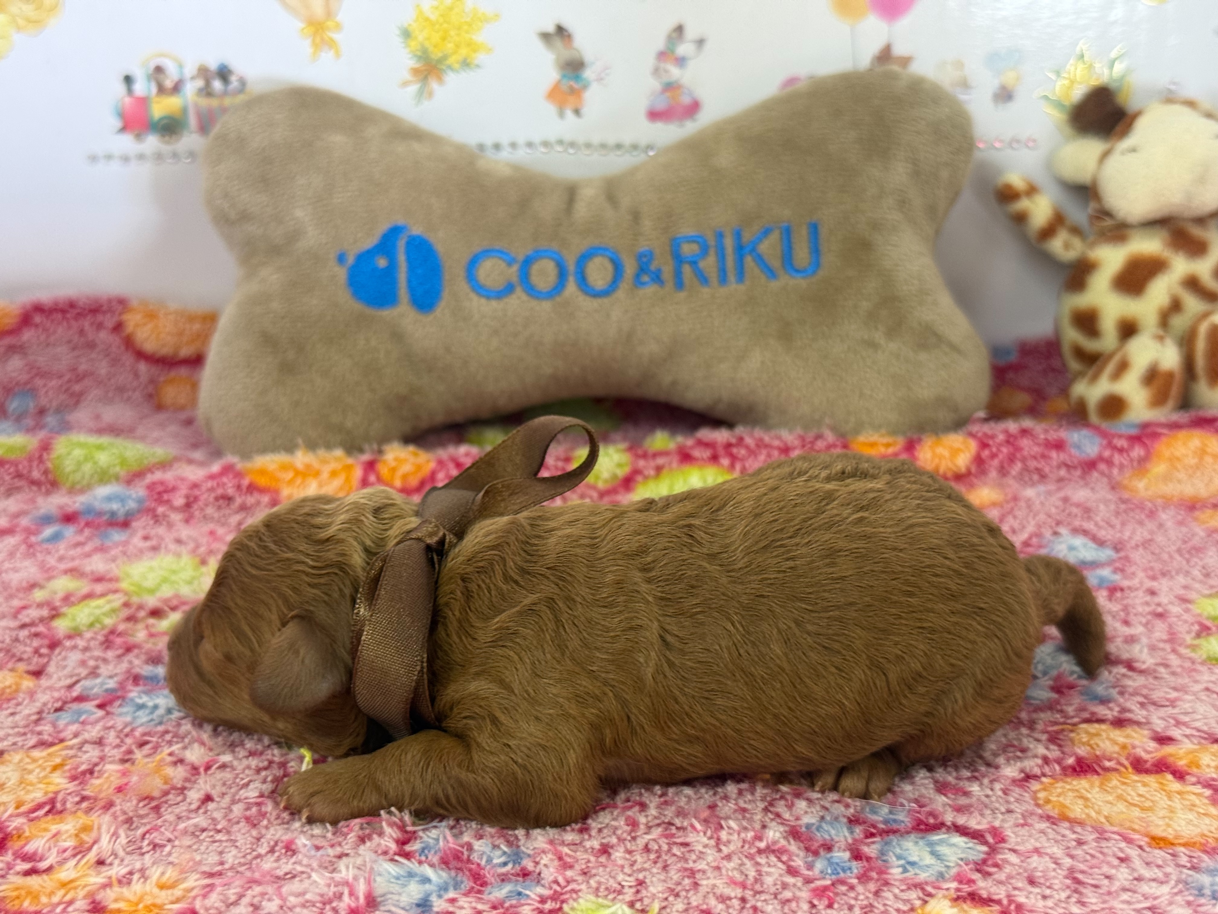 赤ちゃん写真1-2