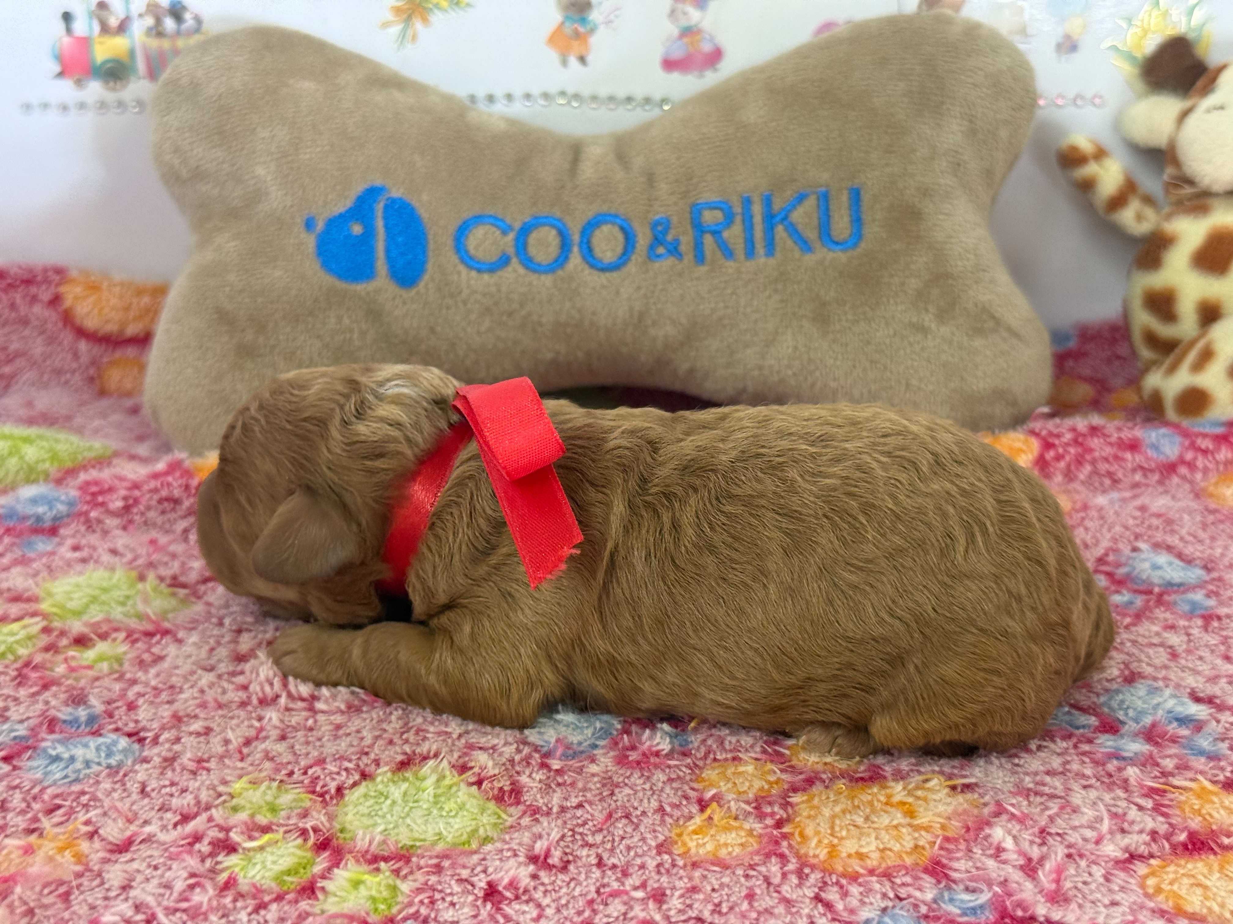 赤ちゃん写真1-2