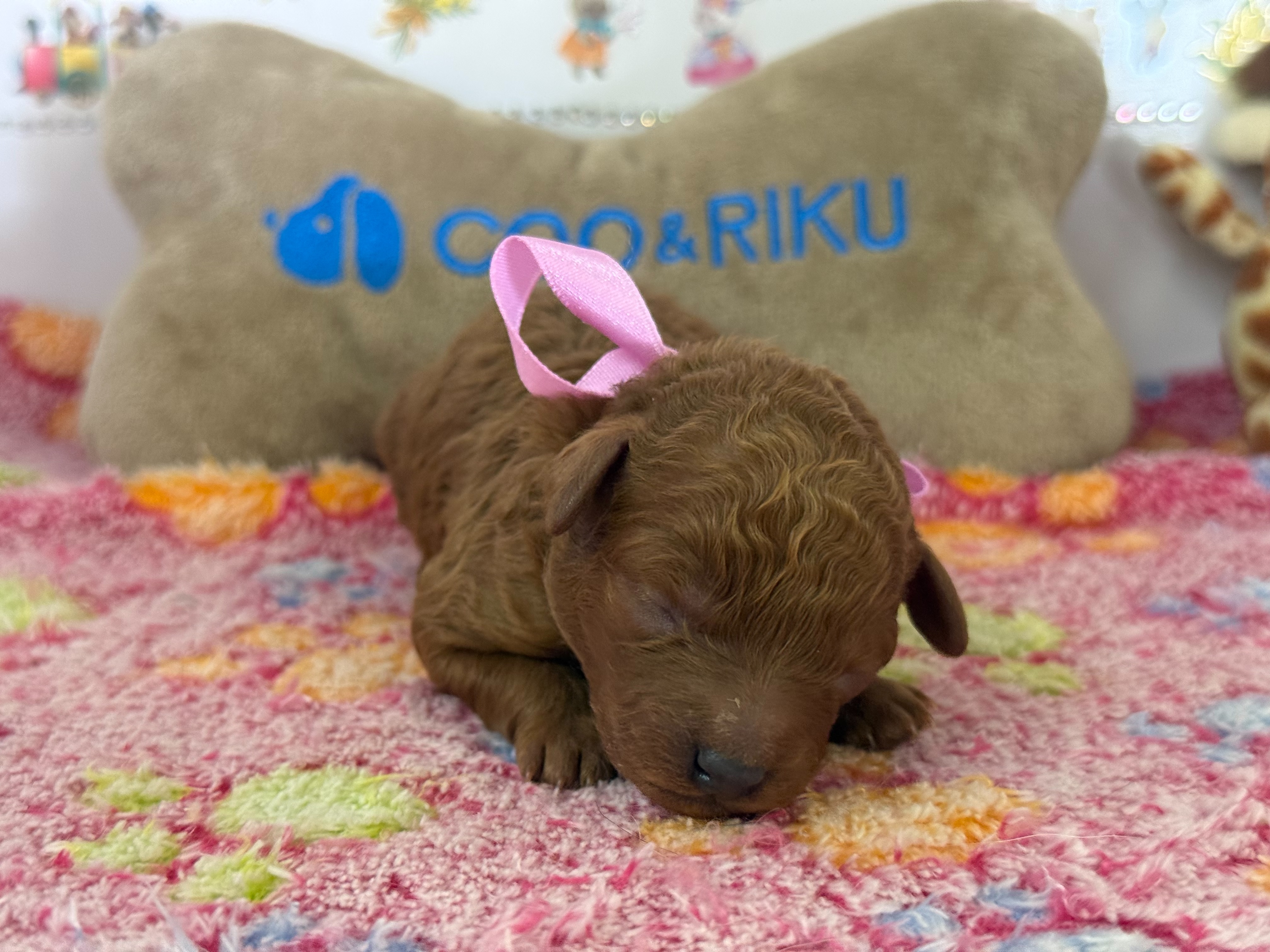赤ちゃん写真1-1