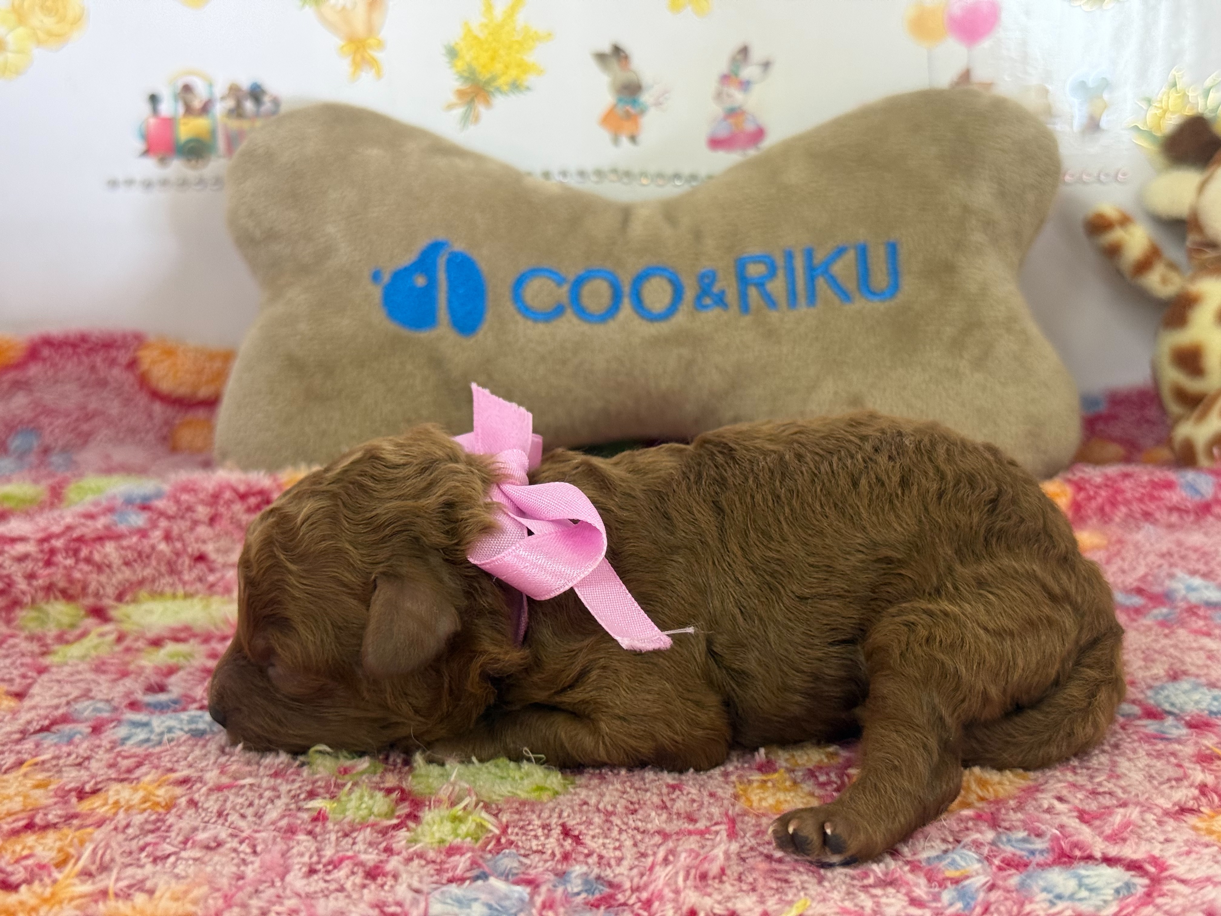 赤ちゃん写真1-2
