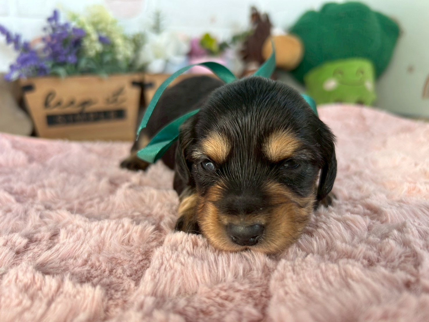 ミニチュア・ダックスフンド