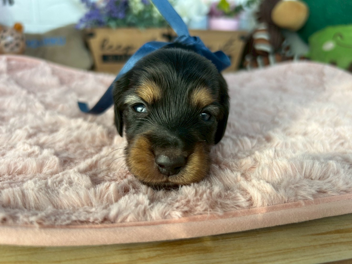 ミニチュア・ダックスフンド