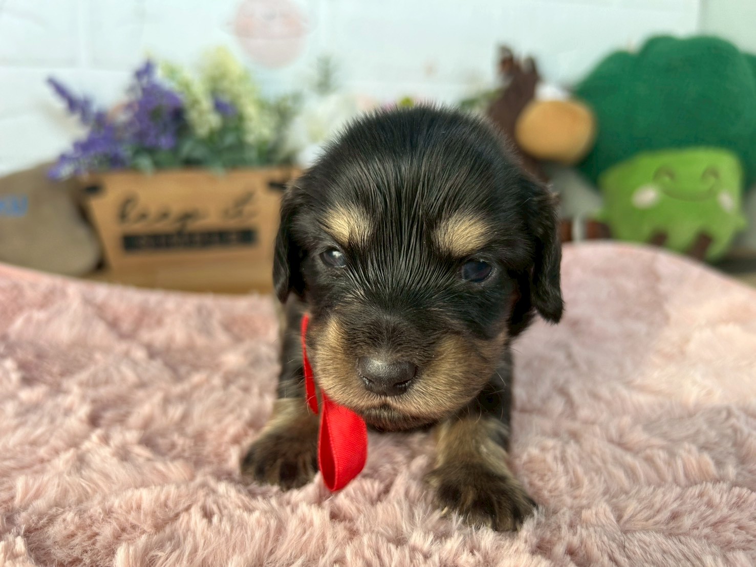 ミニチュア・ダックスフンド