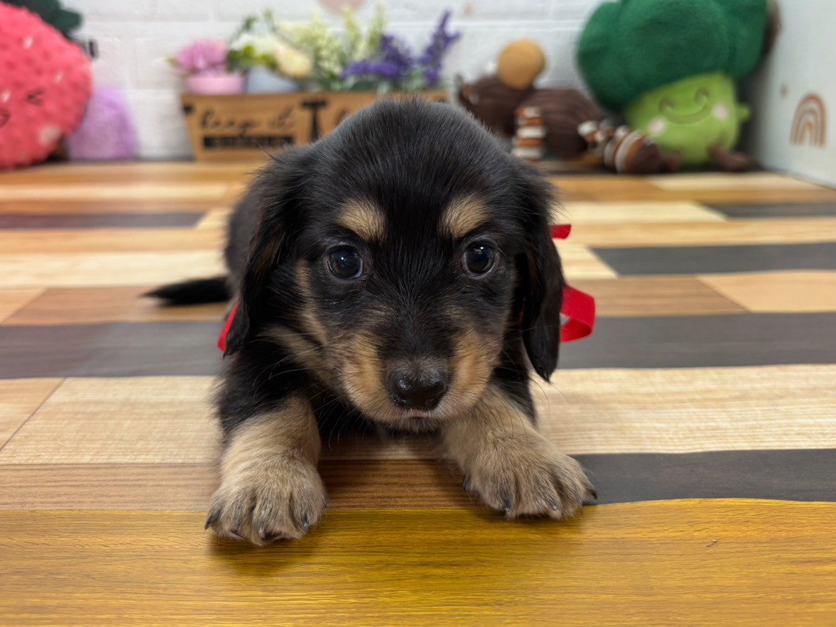 ミニチュア・ダックスフンド