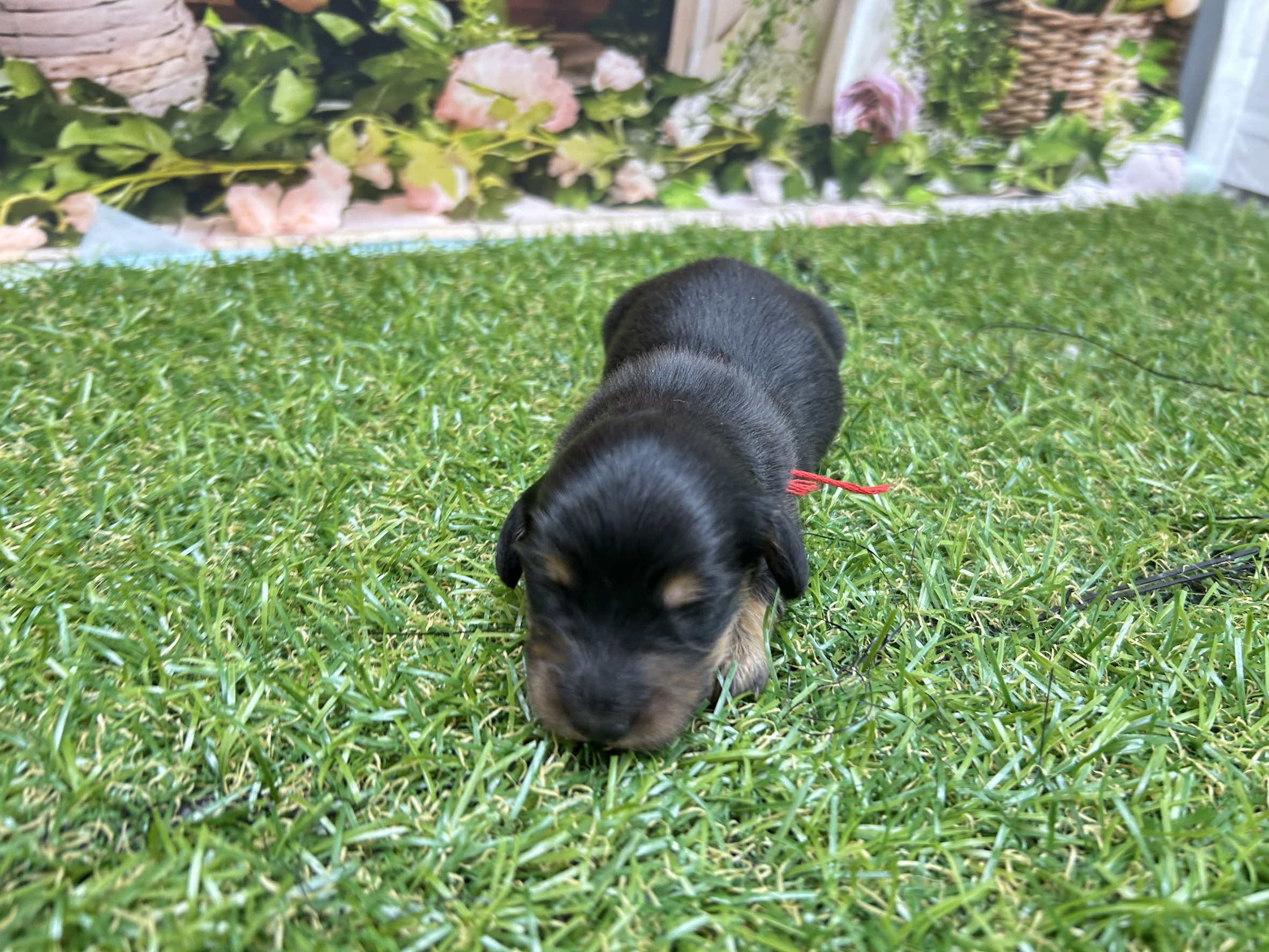 カニンヘンダックスフンド