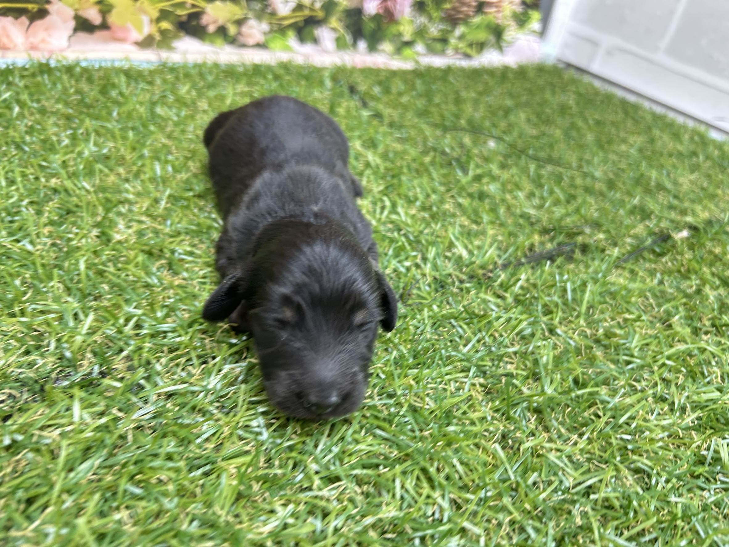 カニンヘンダックスフンド