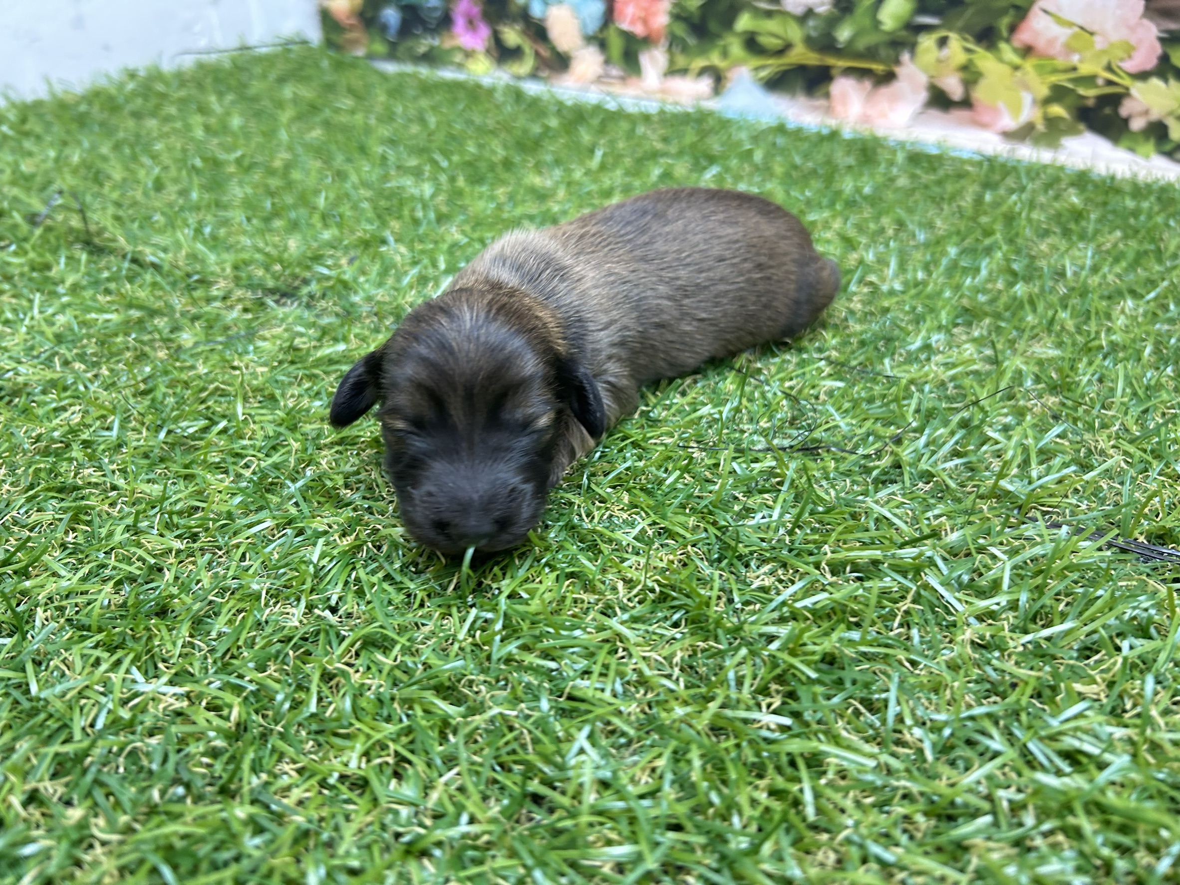 カニンヘンダックスフンド