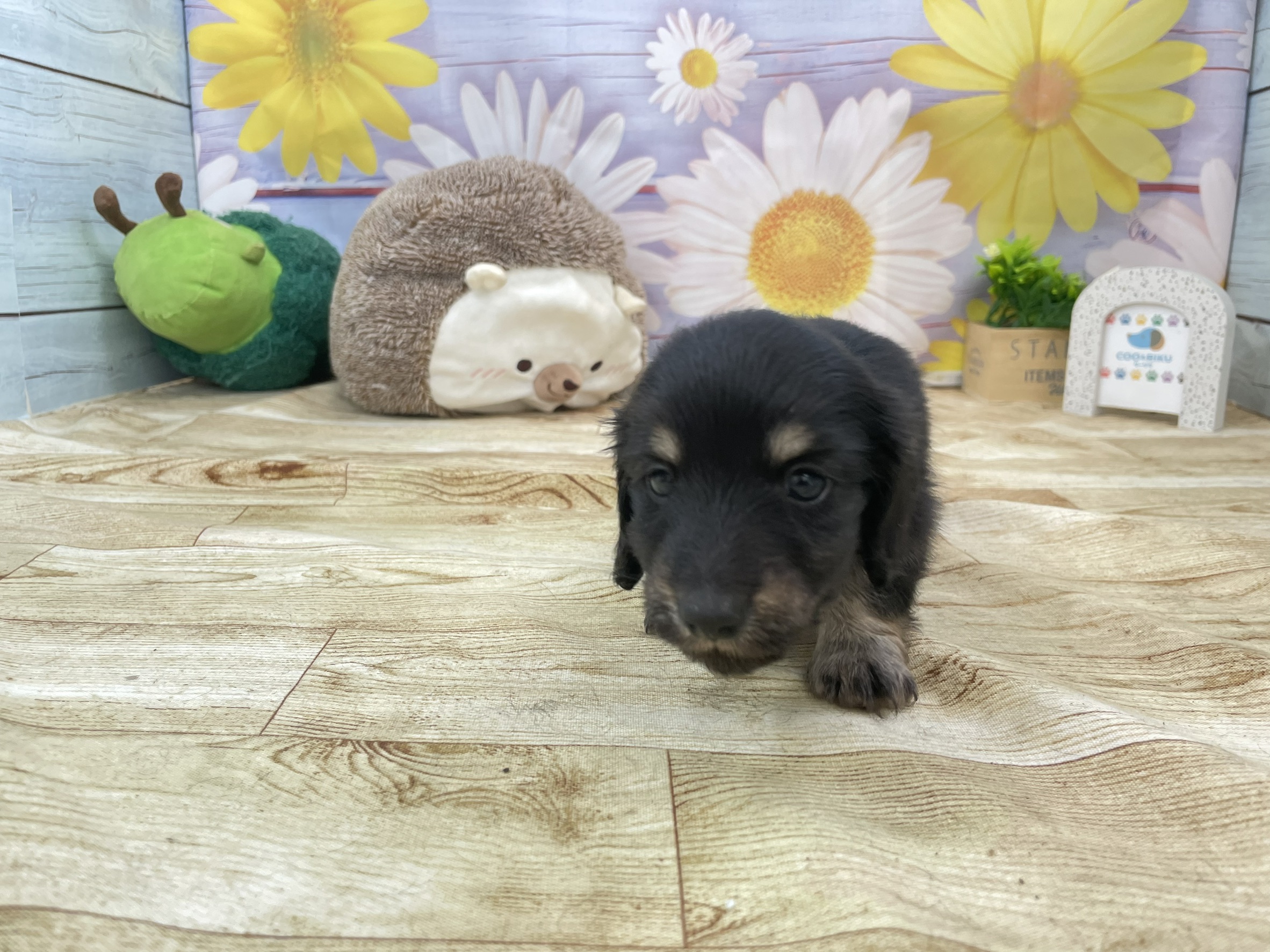 赤ちゃん写真2-1