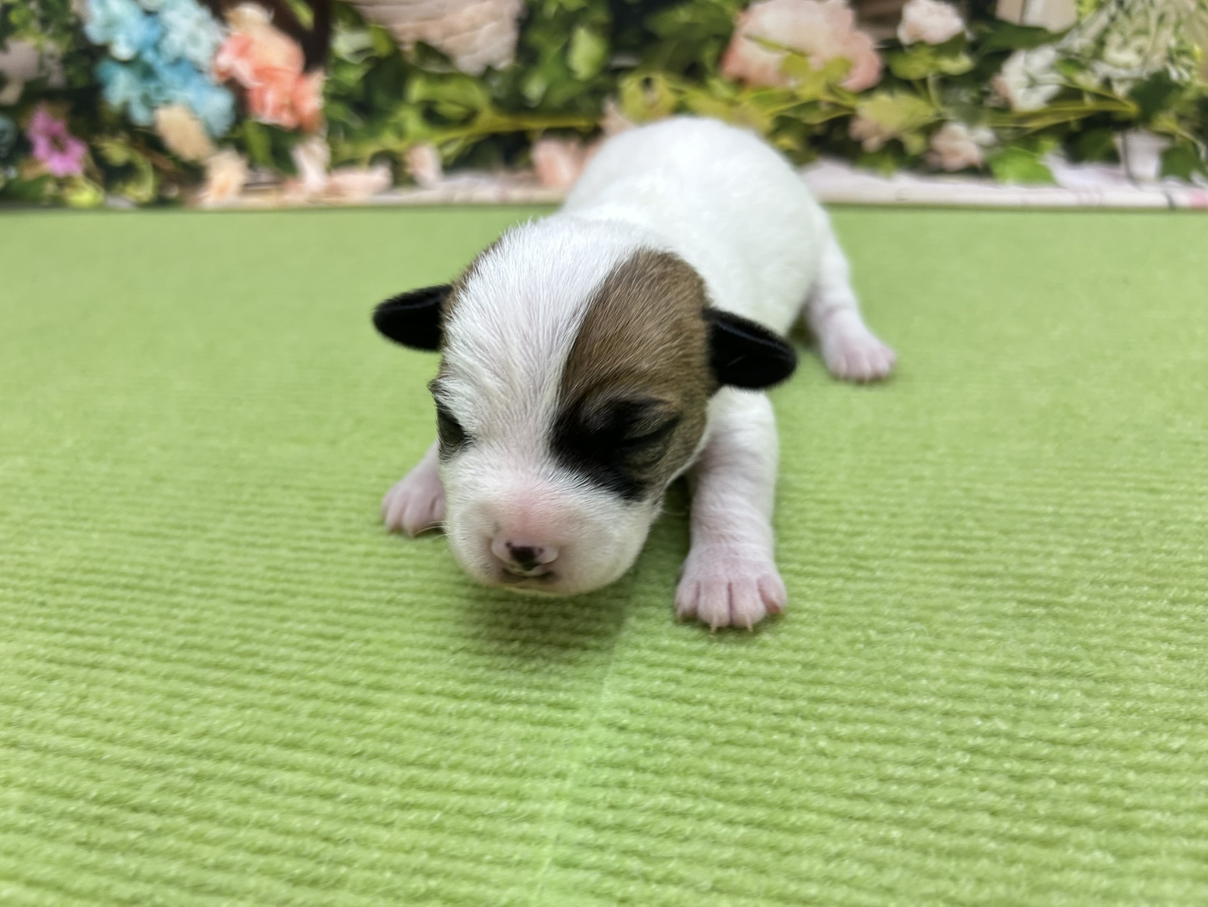 ジャックラッセルテリア