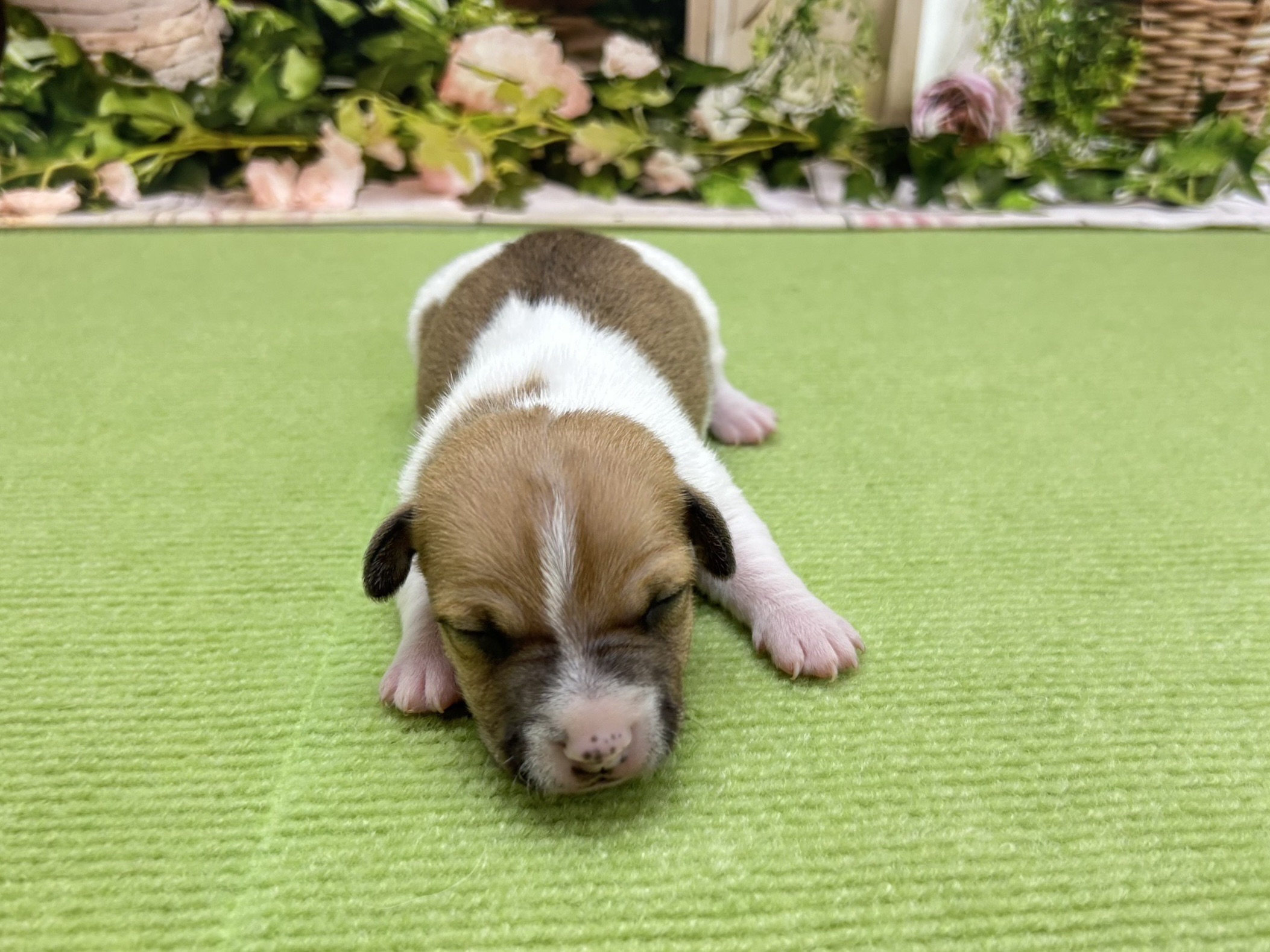 ジャックラッセルテリア