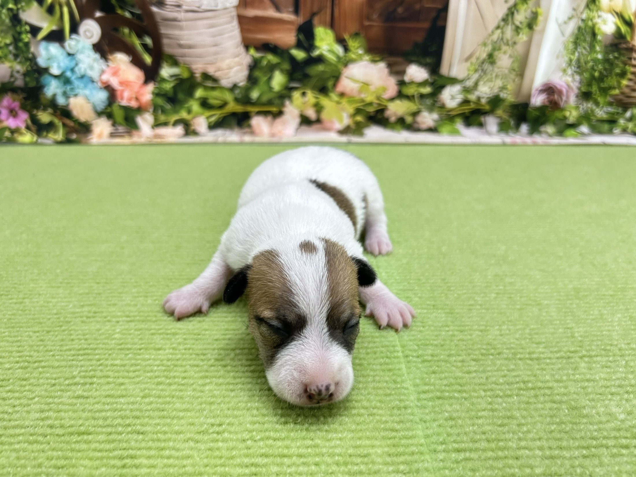 ジャックラッセルテリア