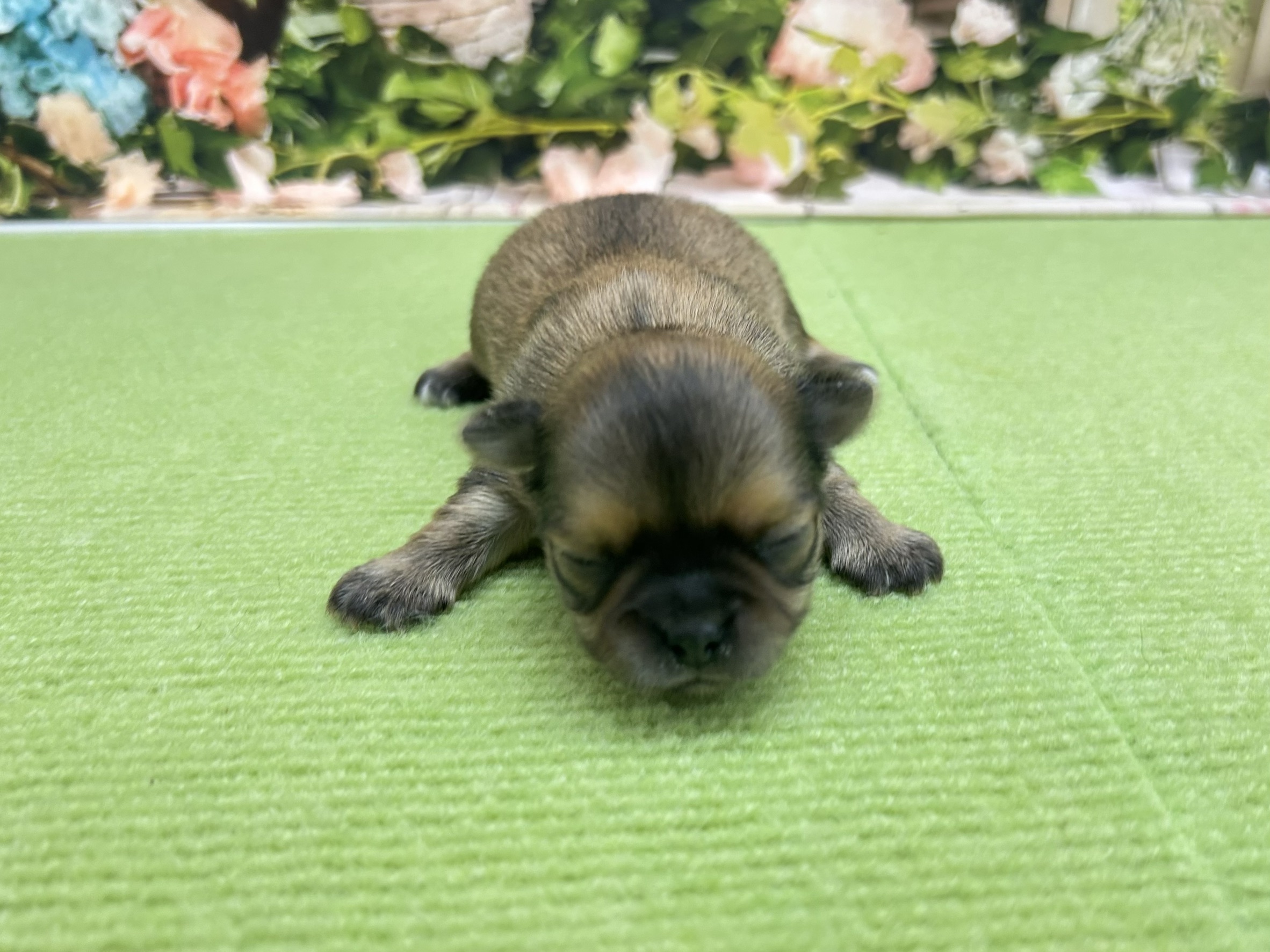 チワワ（ロングコート）