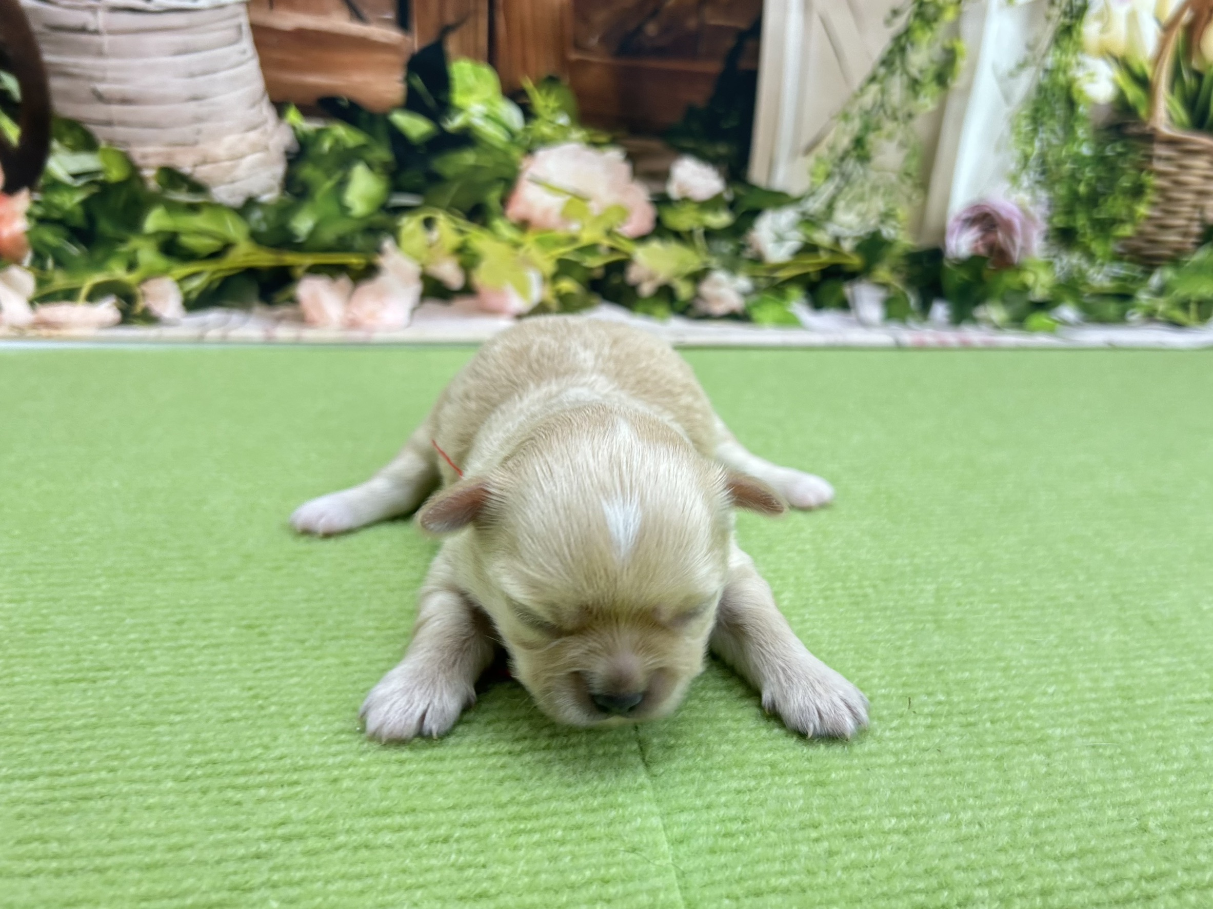 チワワ（ロングコート）