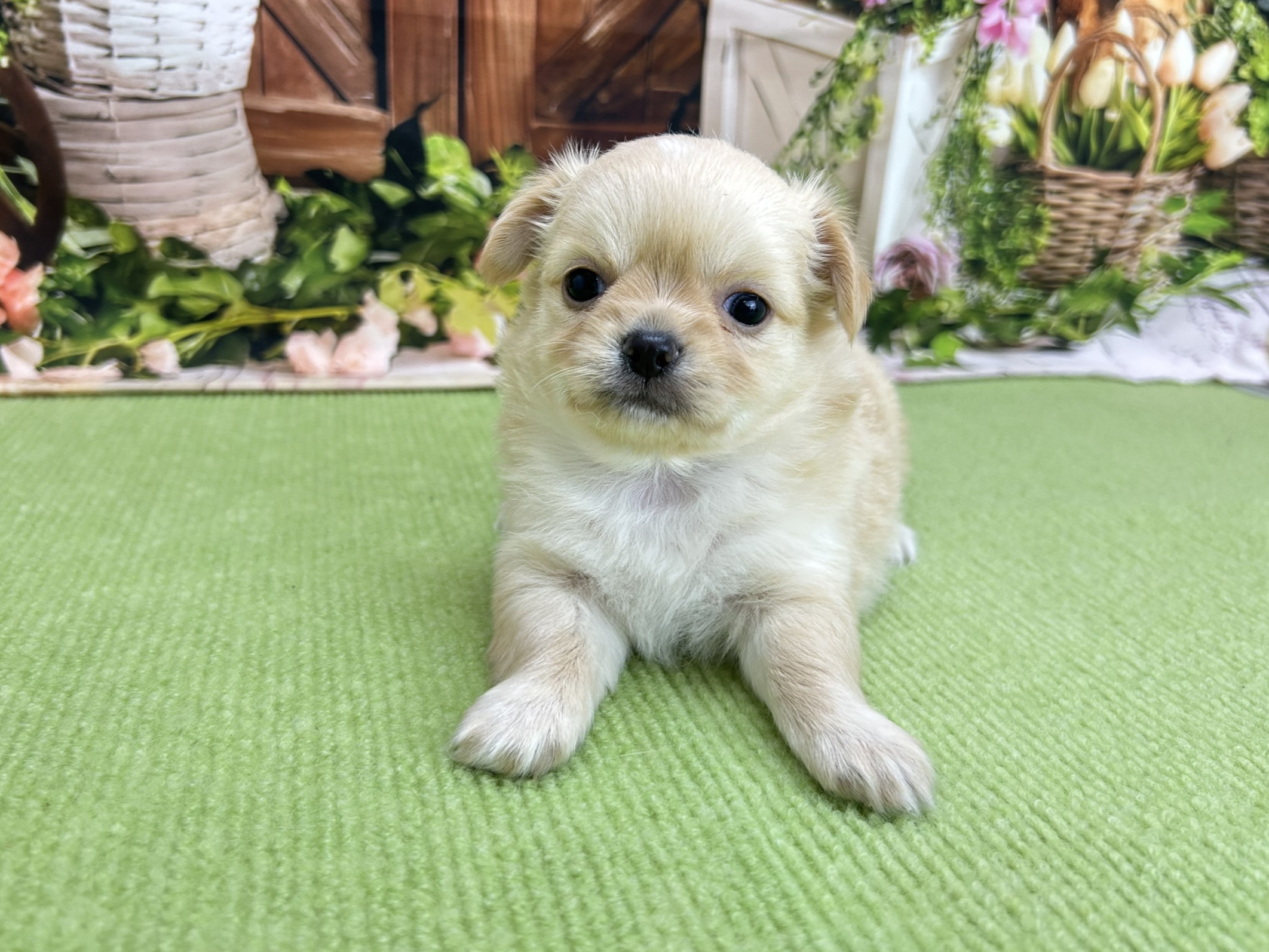 赤ちゃん写真2-1