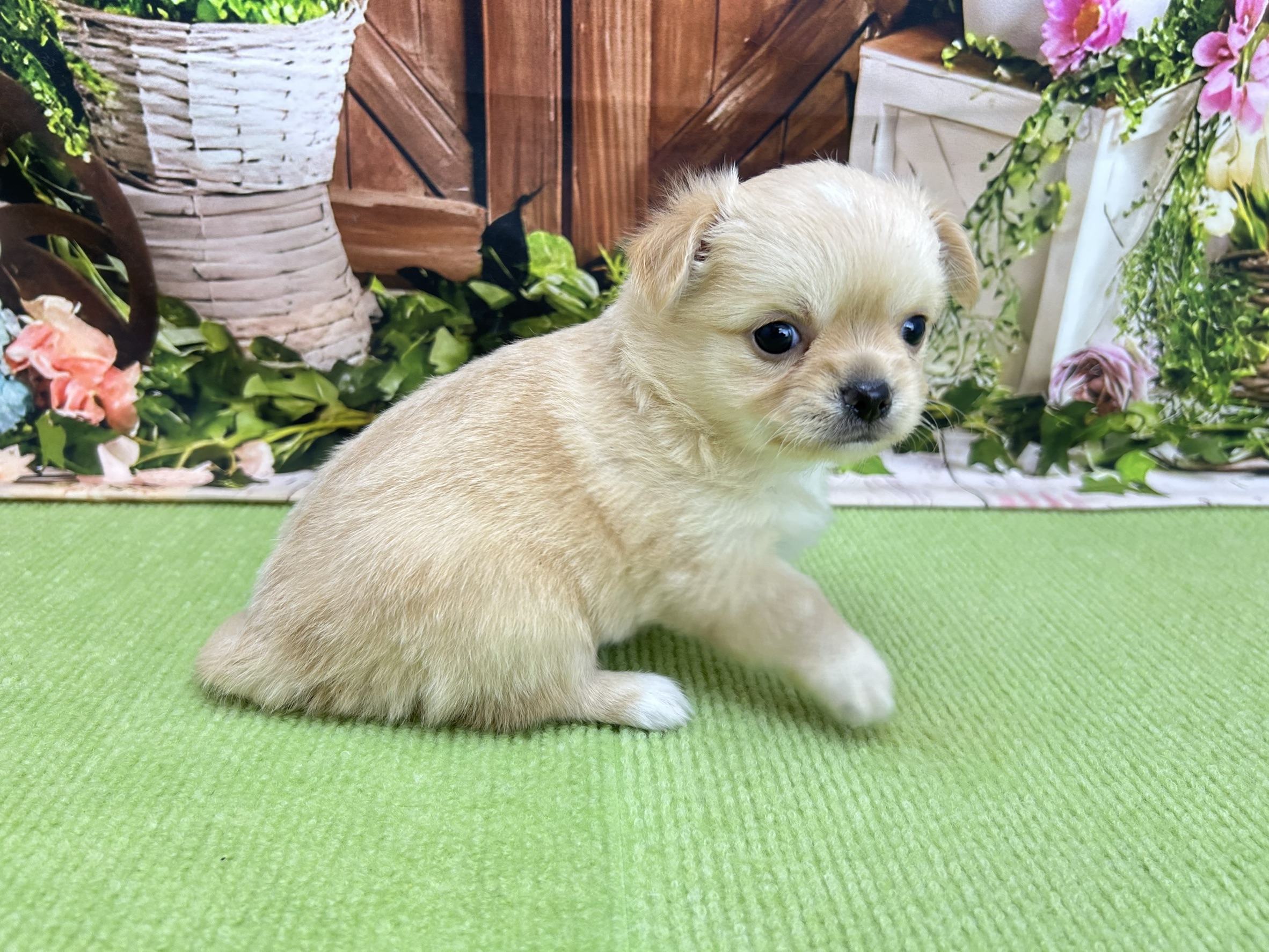 赤ちゃん写真2-2