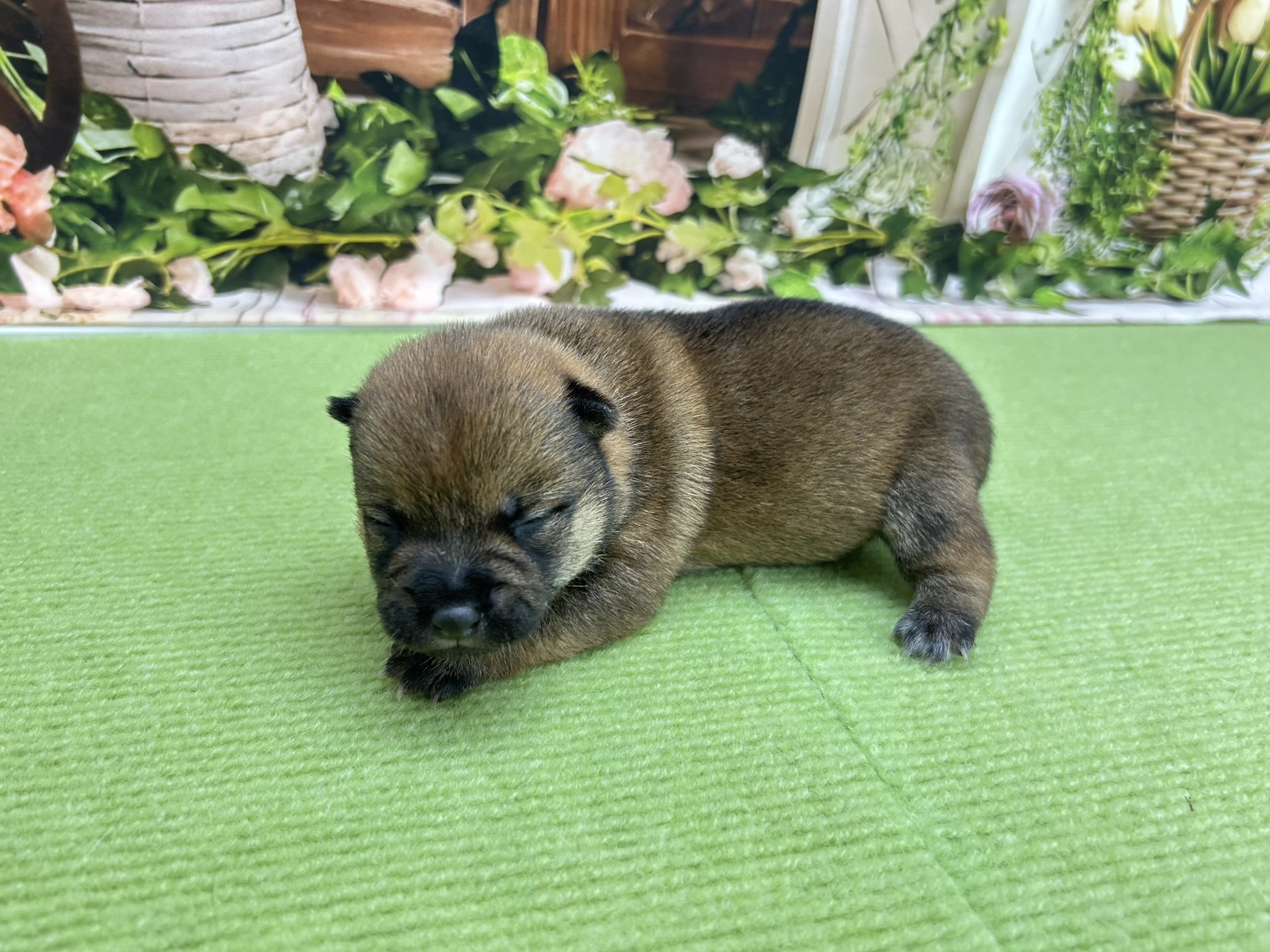 赤ちゃん写真1-2