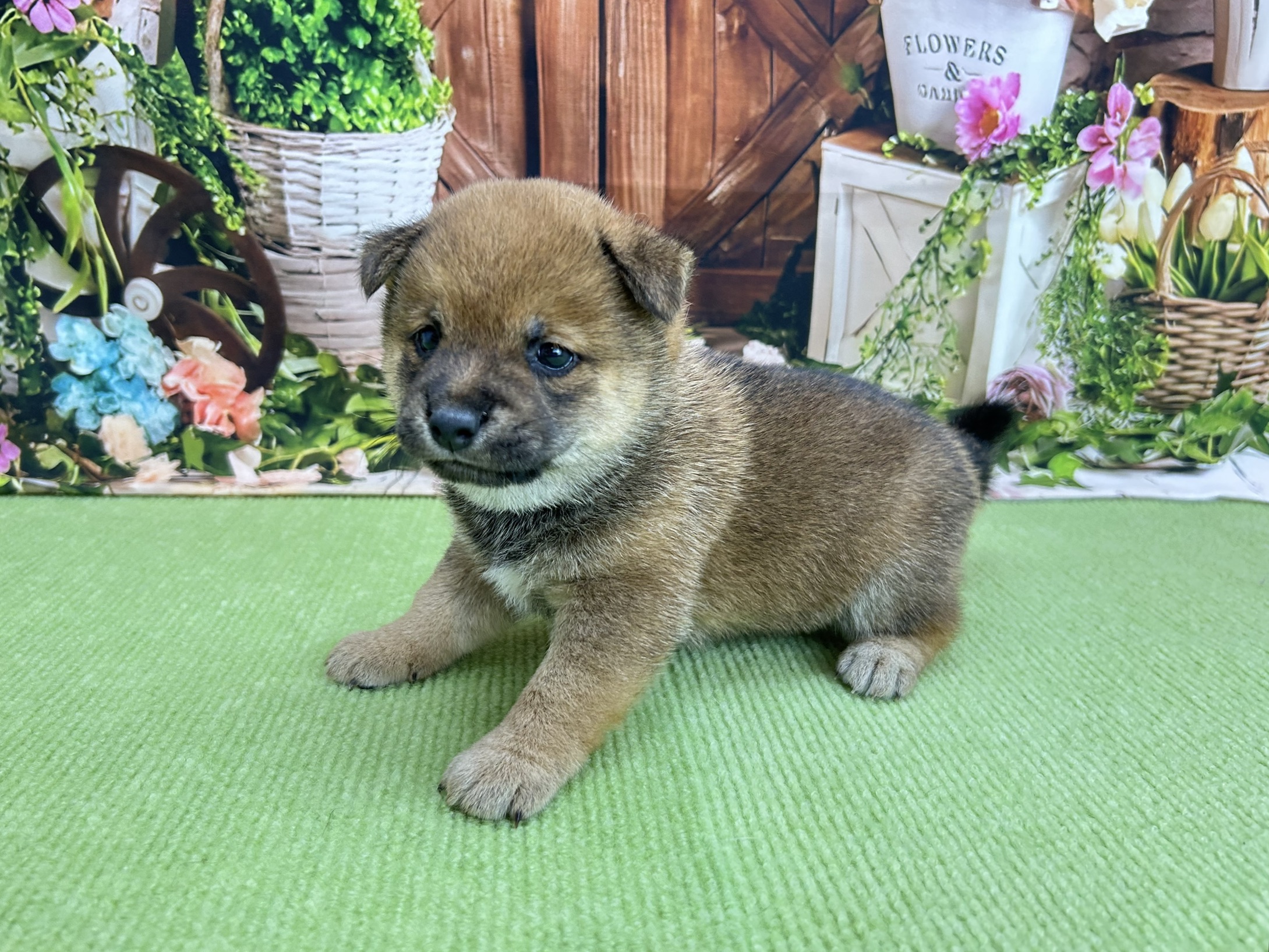 赤ちゃん写真2-2