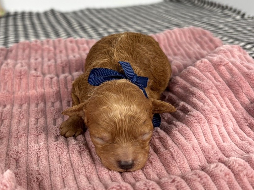 トイ・プードル