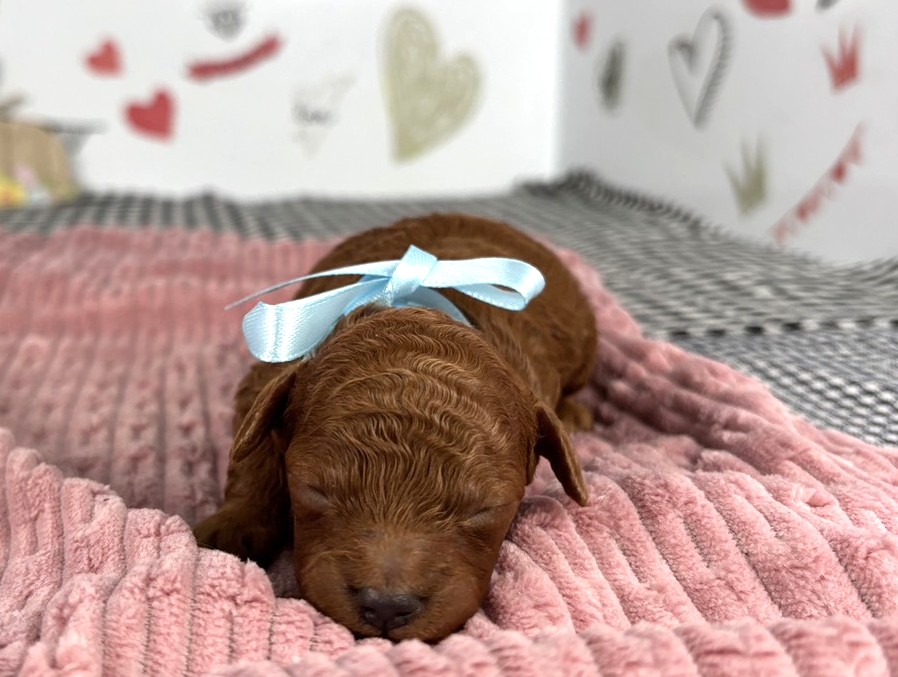 トイ・プードル