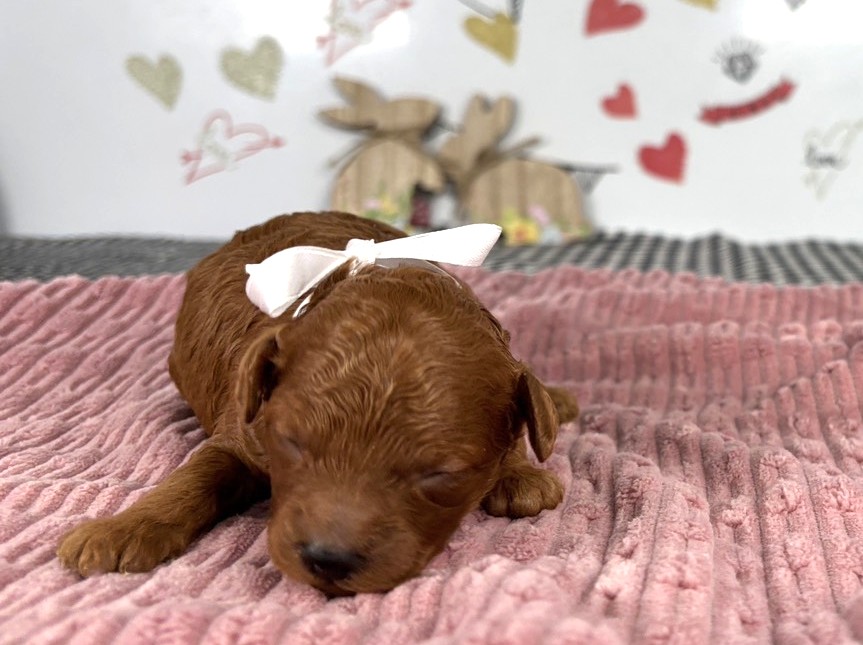 トイ・プードル