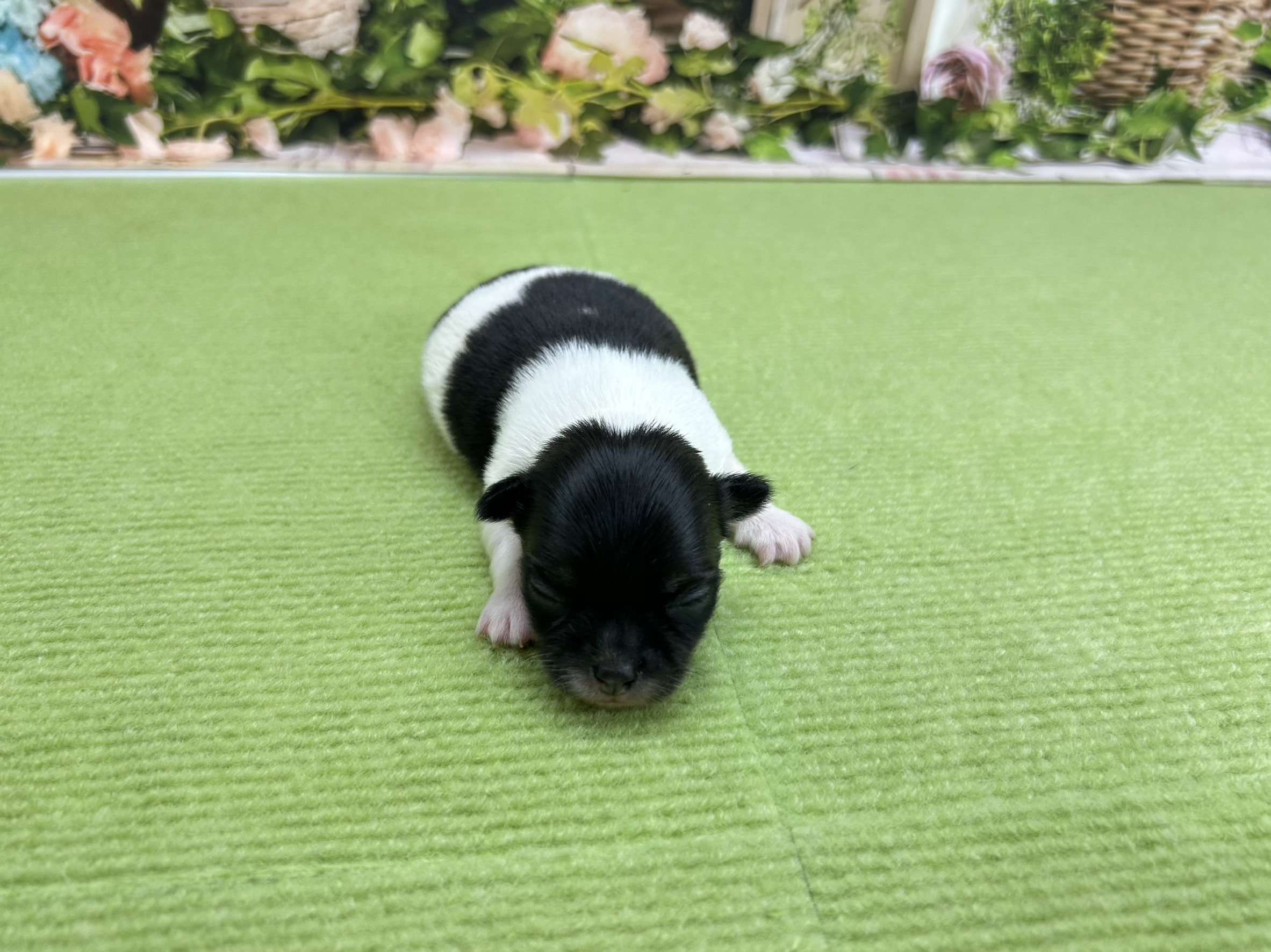 チワワ（ロングコート）