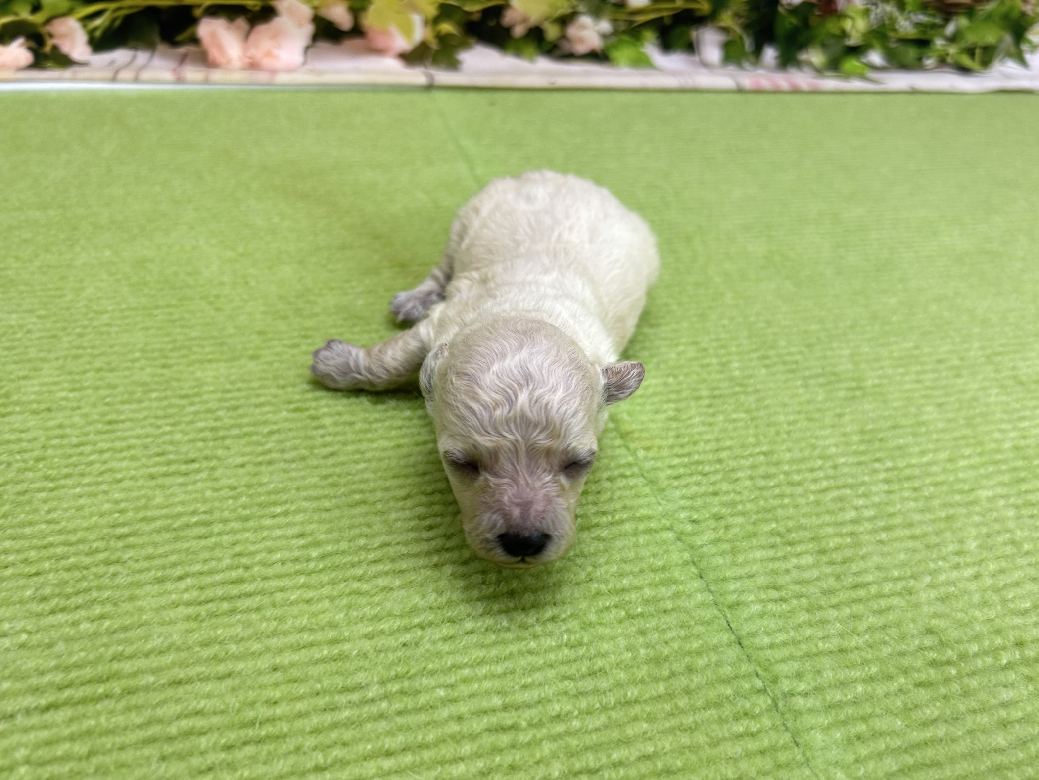 トイ・プードル