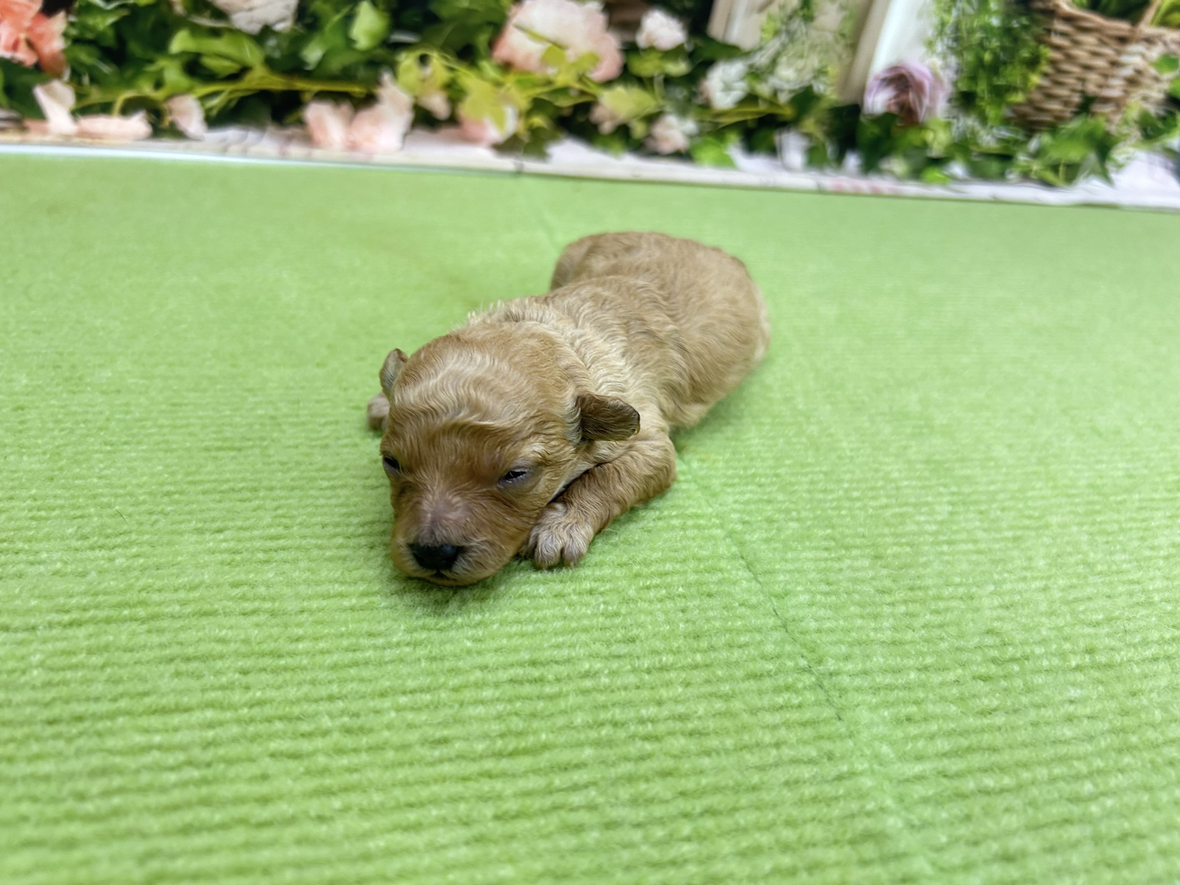 トイ・プードル