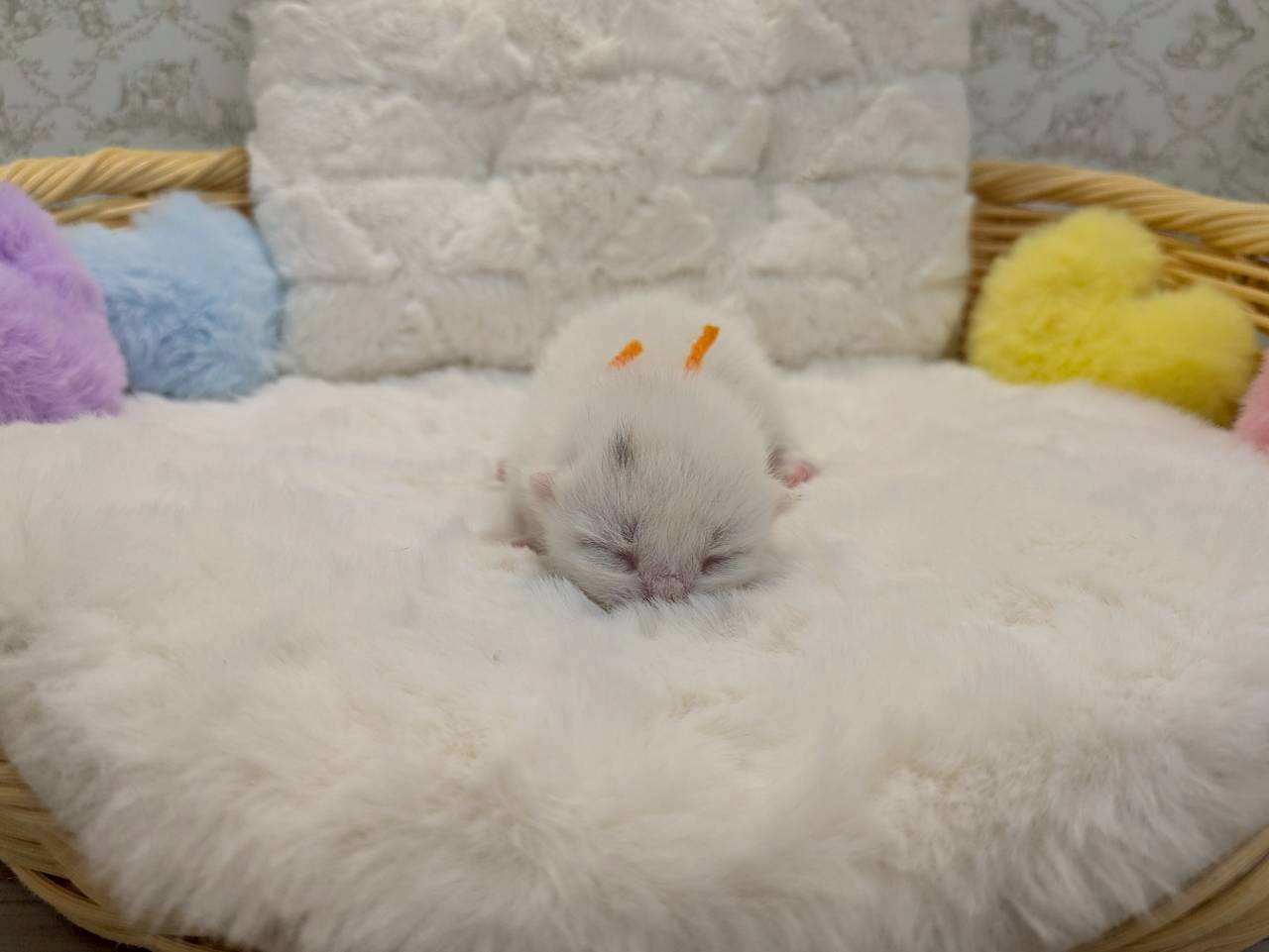 赤ちゃん写真1-1