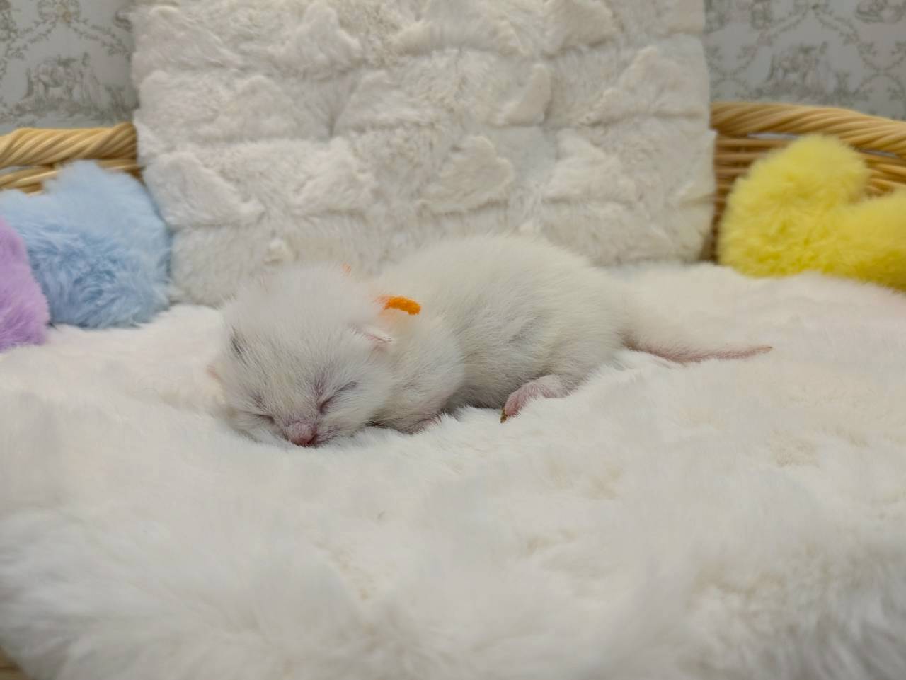 赤ちゃん写真1-2