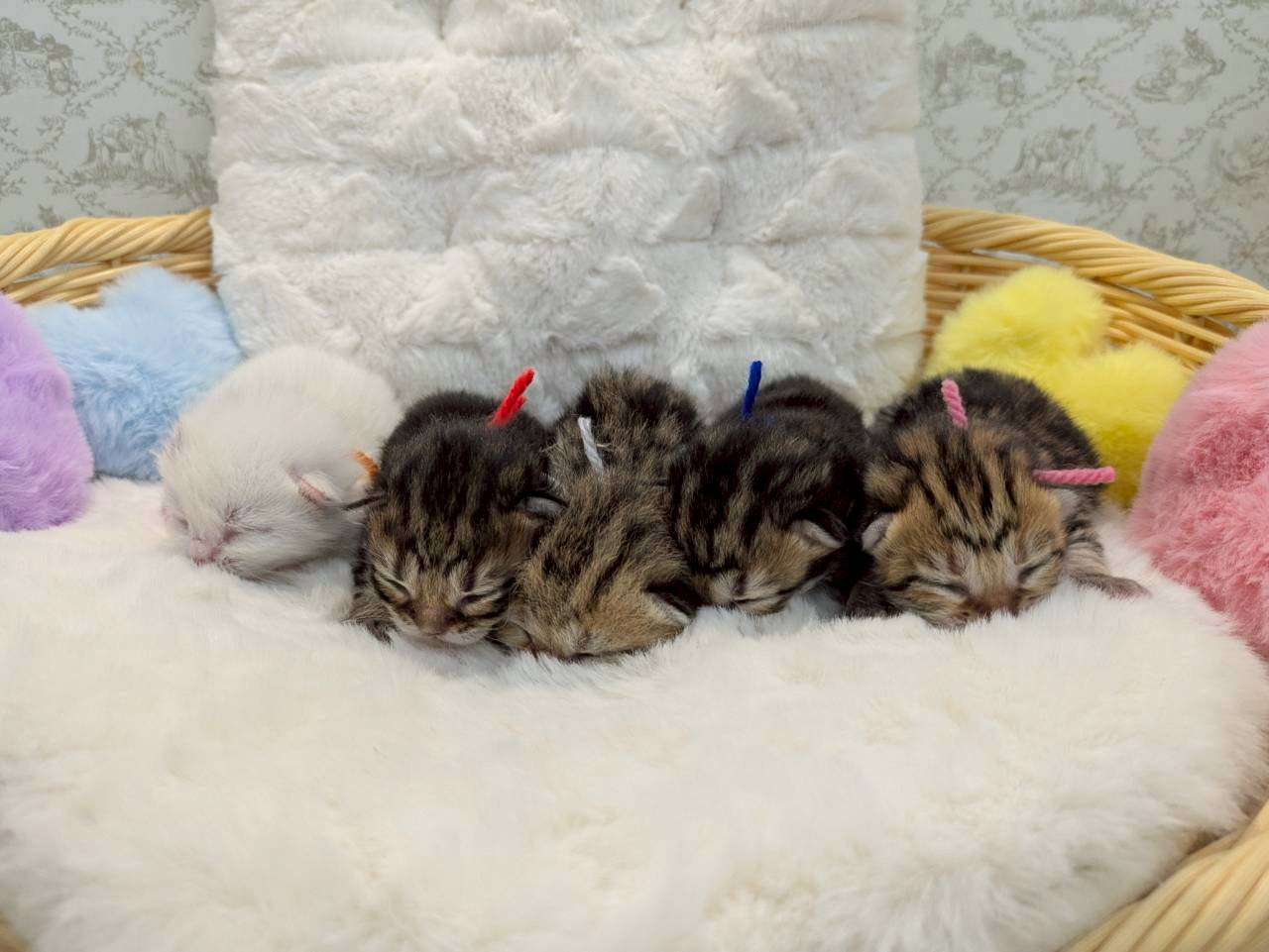 赤ちゃん写真1-3