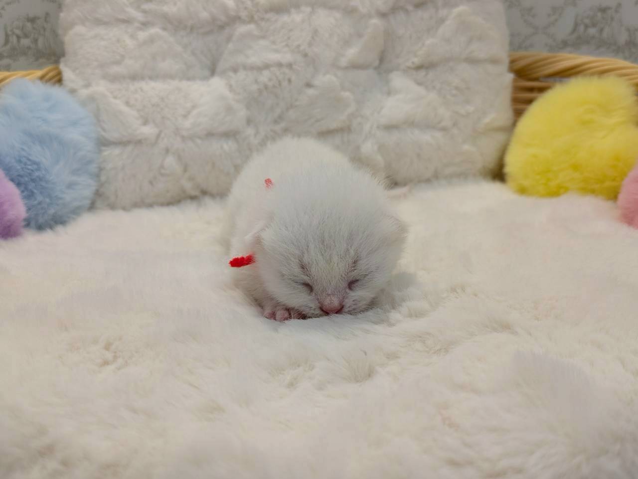 赤ちゃん写真1-1
