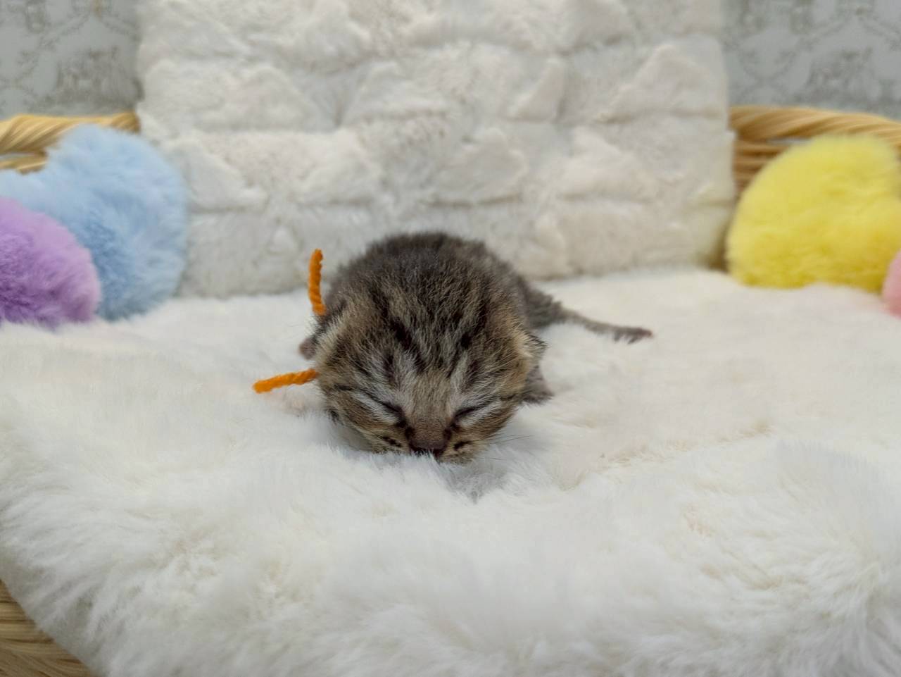 赤ちゃん写真1-1