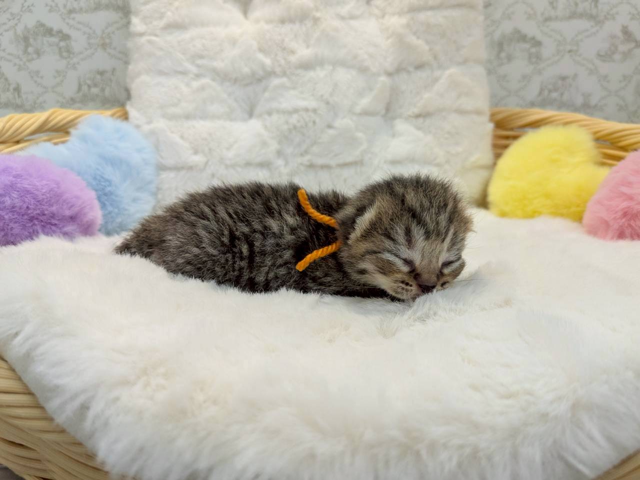 赤ちゃん写真1-2