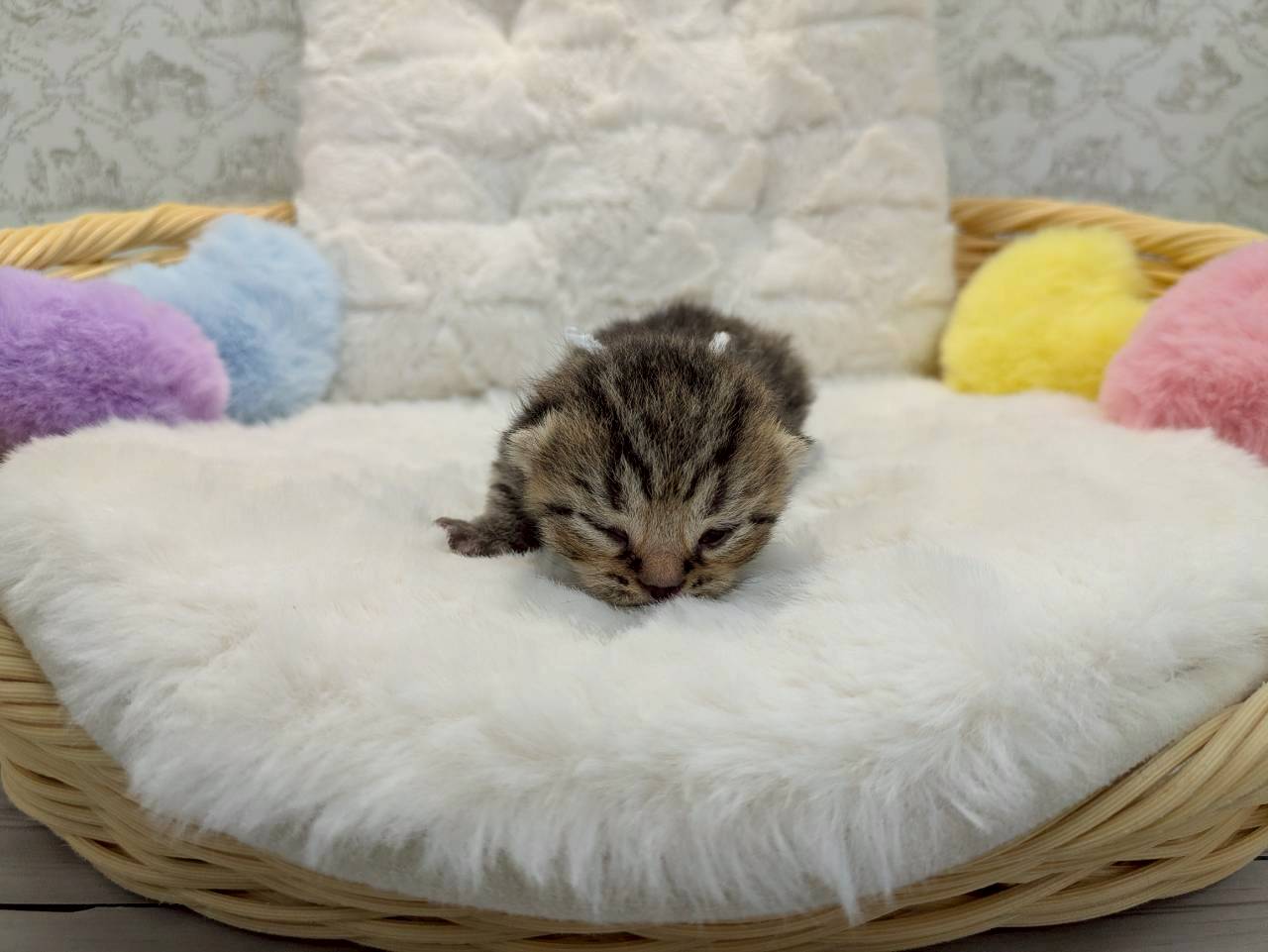 赤ちゃん写真1-1
