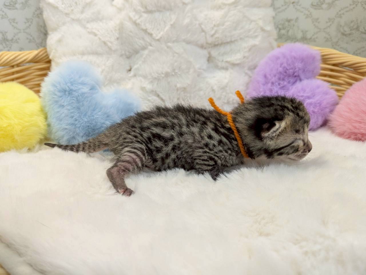 赤ちゃん写真1-2