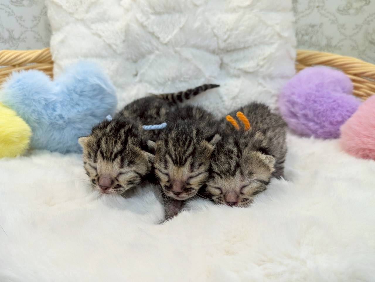 赤ちゃん写真1-3