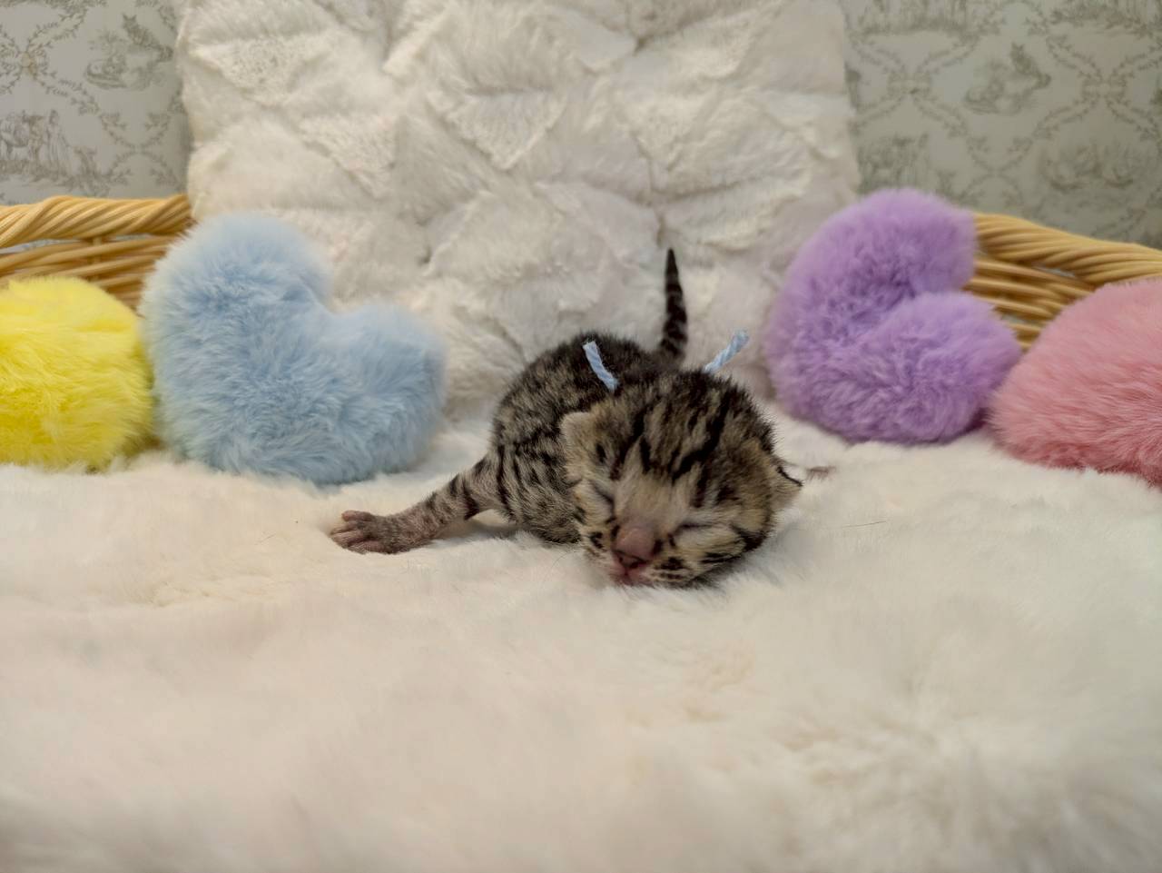 赤ちゃん写真1-1