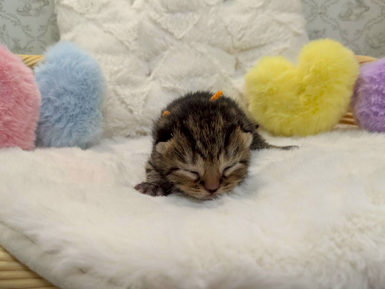 赤ちゃん写真1-1