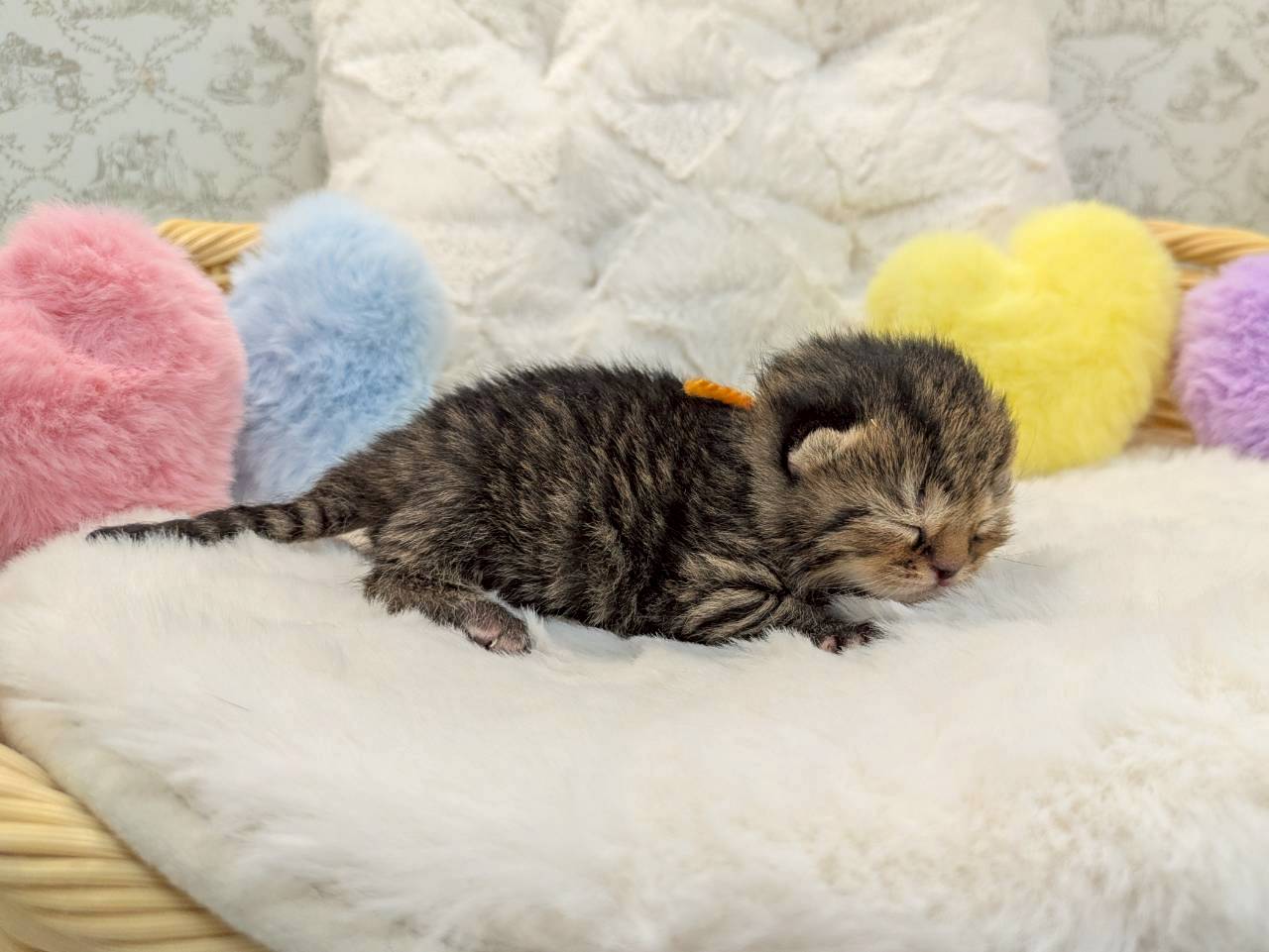 赤ちゃん写真1-2